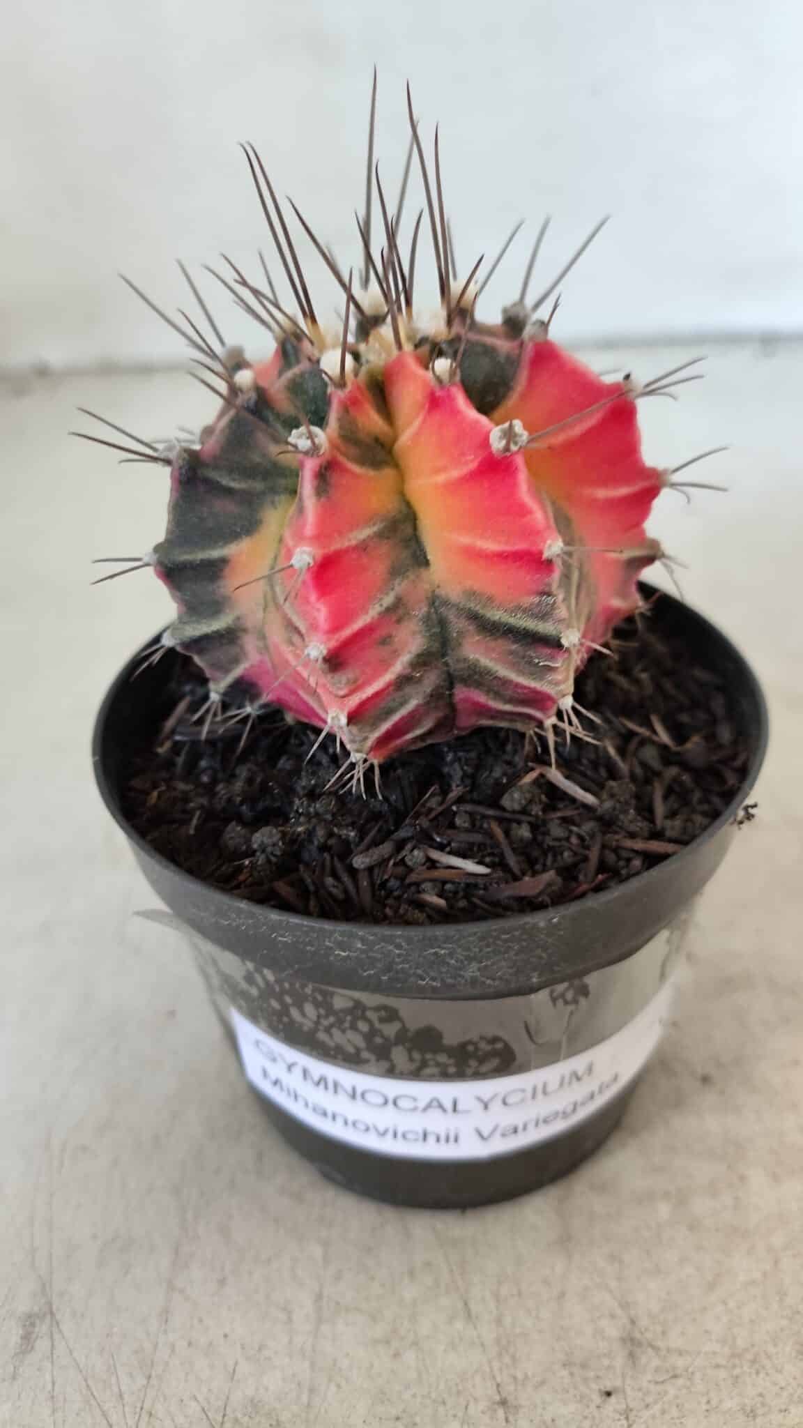 GYMNOCALYCIUM Mihanovichii Variegata Nº 569 – vaso 09
