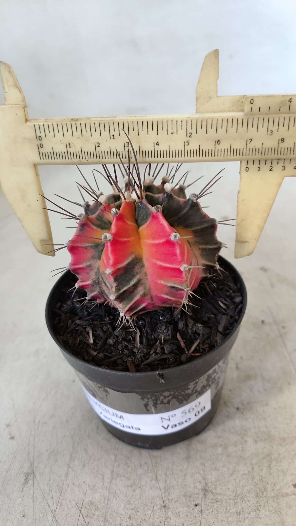 GYMNOCALYCIUM Mihanovichii Variegata Nº 569 – vaso 09