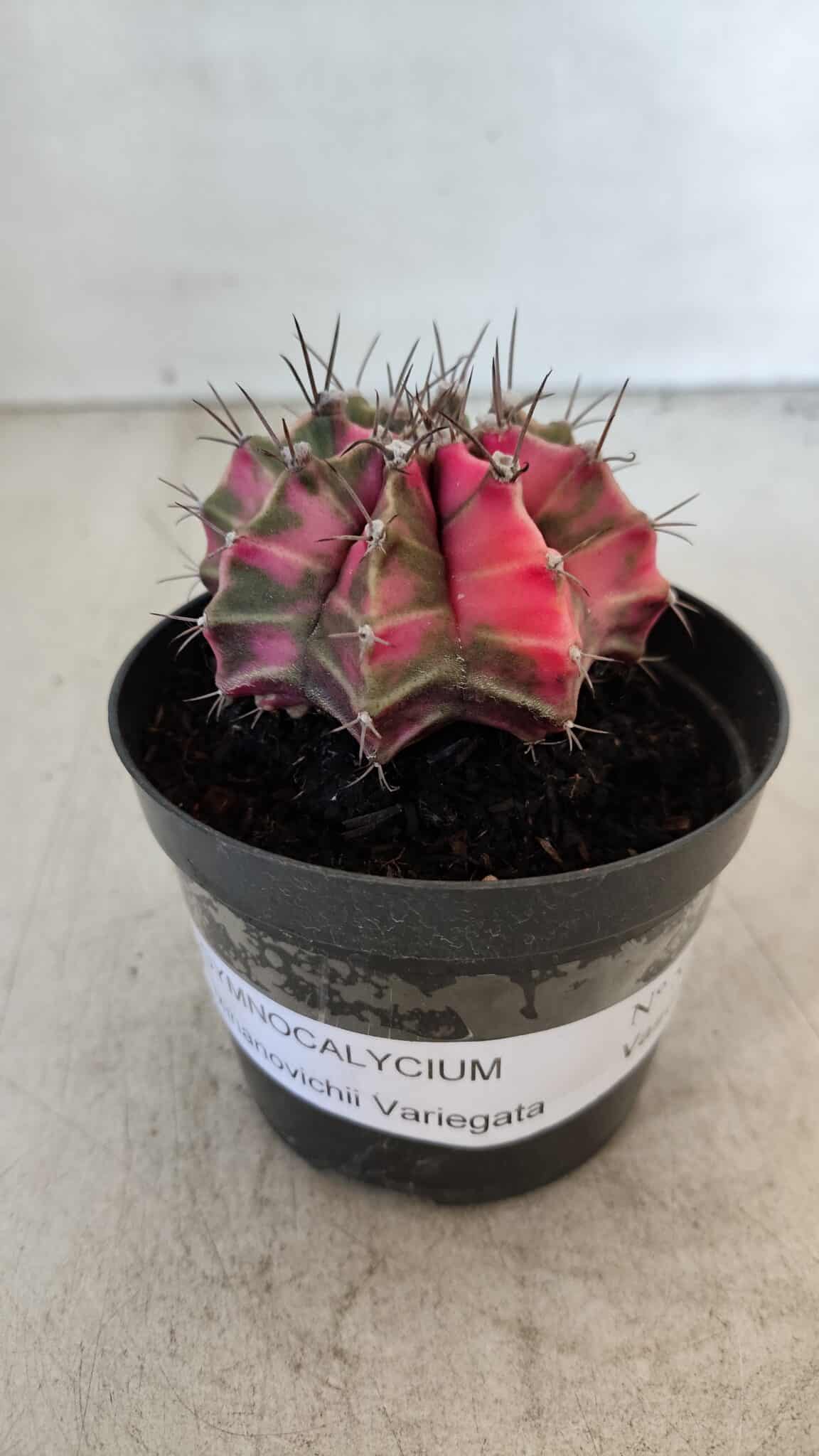 GYMNOCALYCIUM Mihanovichii Variegata Nº 570 – vaso 09