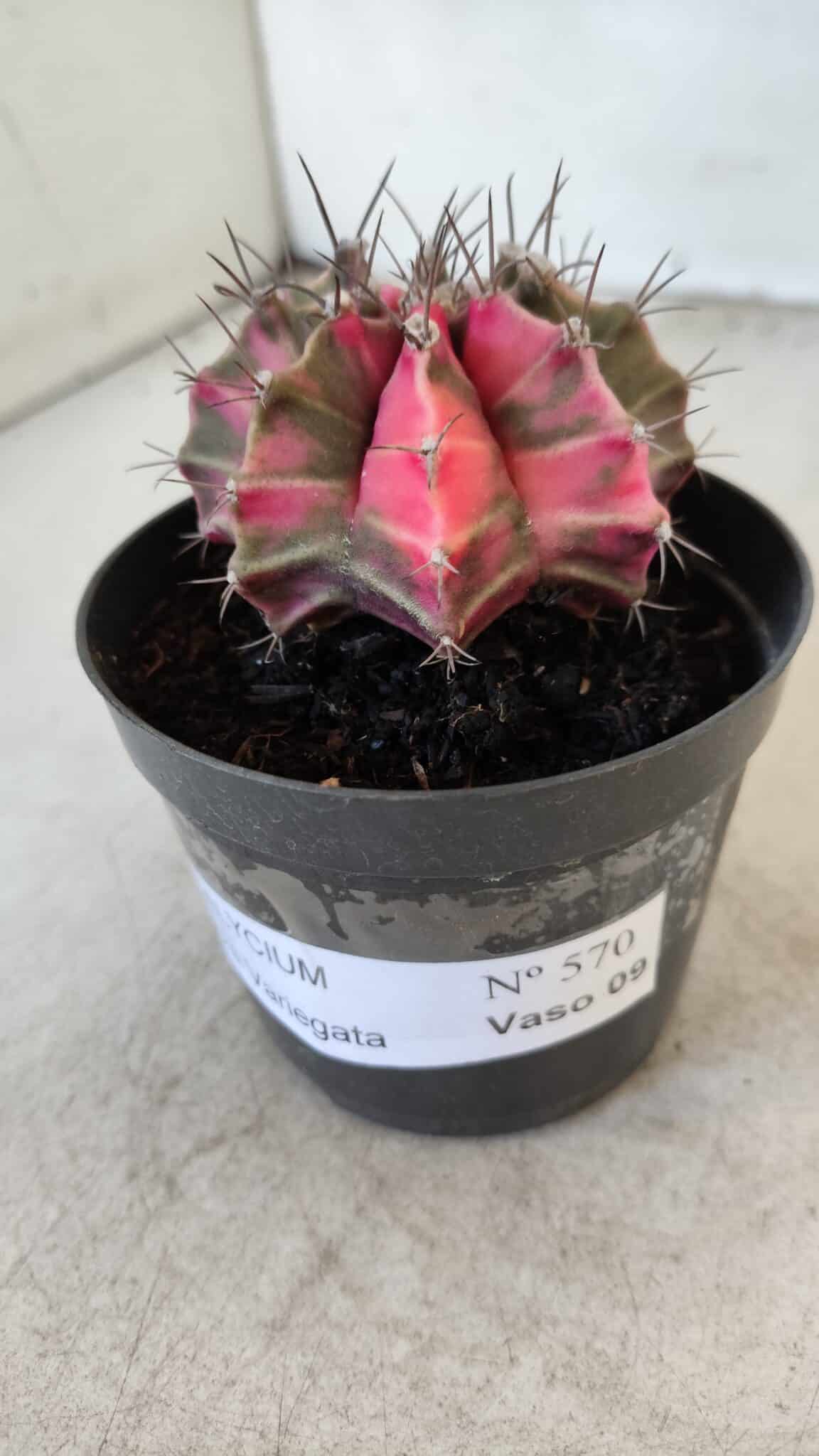 GYMNOCALYCIUM Mihanovichii Variegata Nº 570 – vaso 09