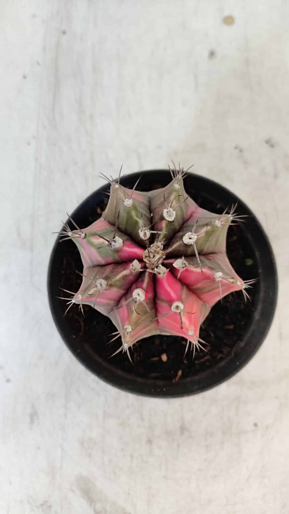 GYMNOCALYCIUM Mihanovichii Variegata Nº 570 – vaso 09