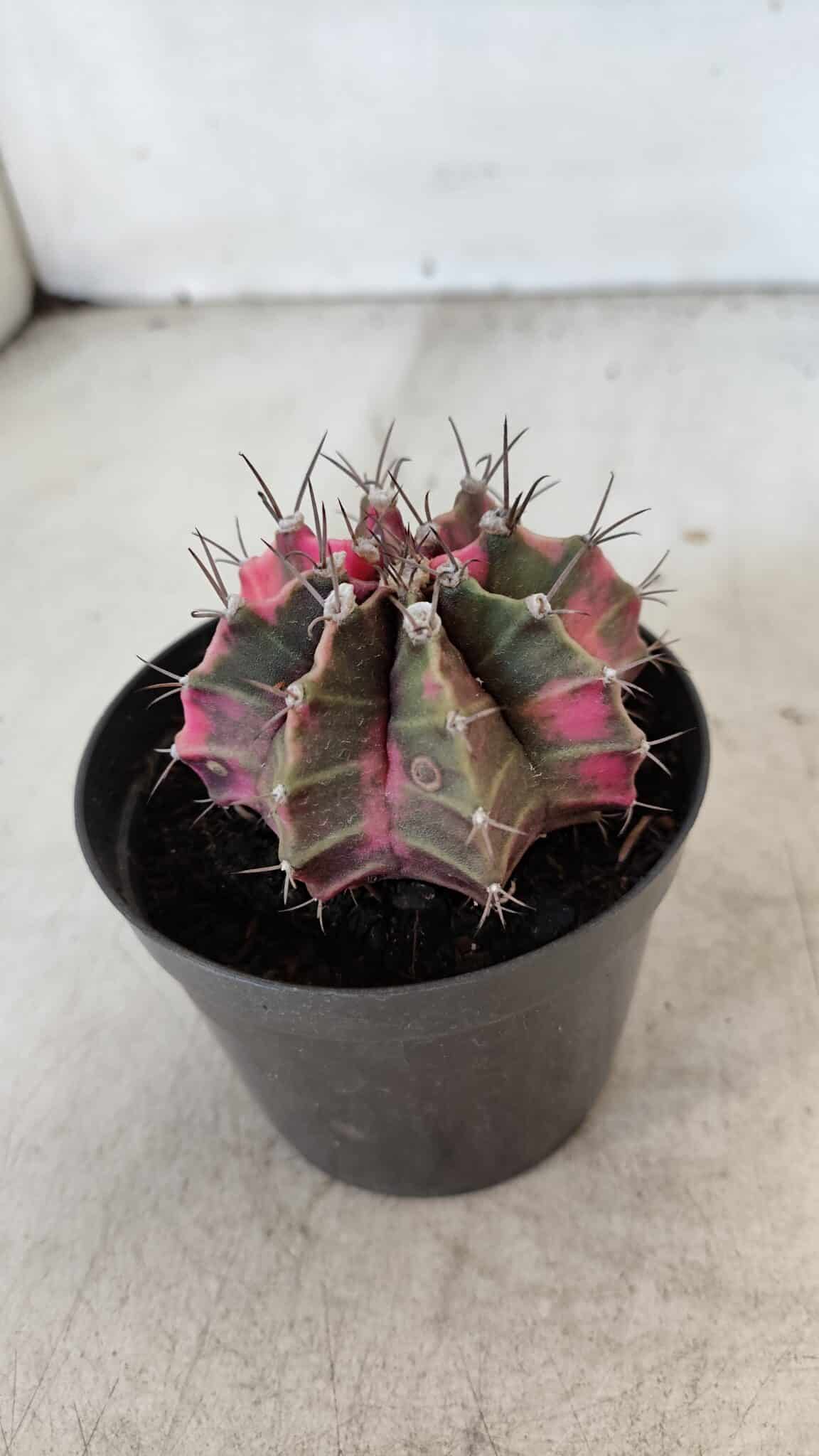 GYMNOCALYCIUM Mihanovichii Variegata Nº 570 – vaso 09