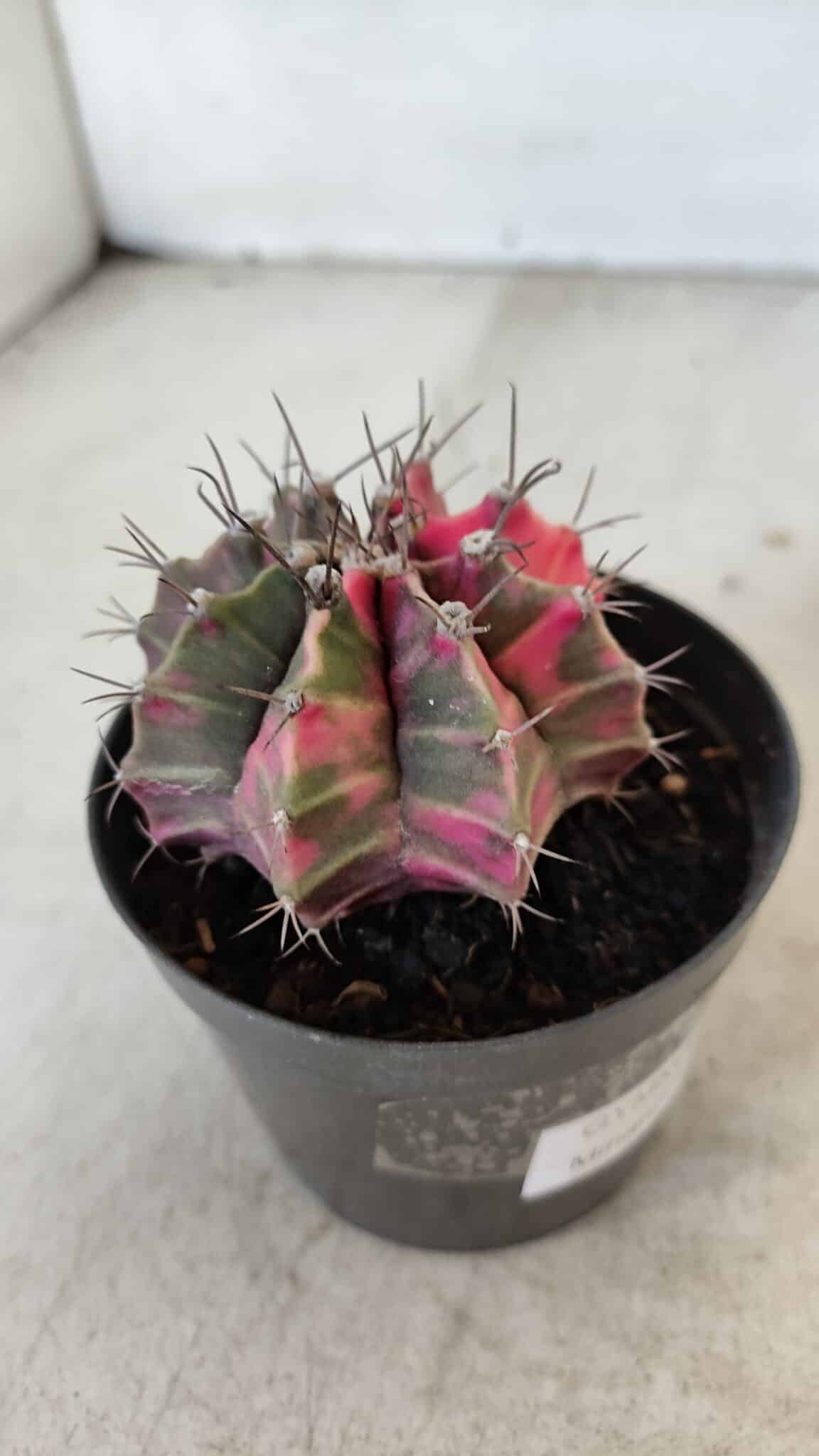 GYMNOCALYCIUM Mihanovichii Variegata Nº 570 – vaso 09