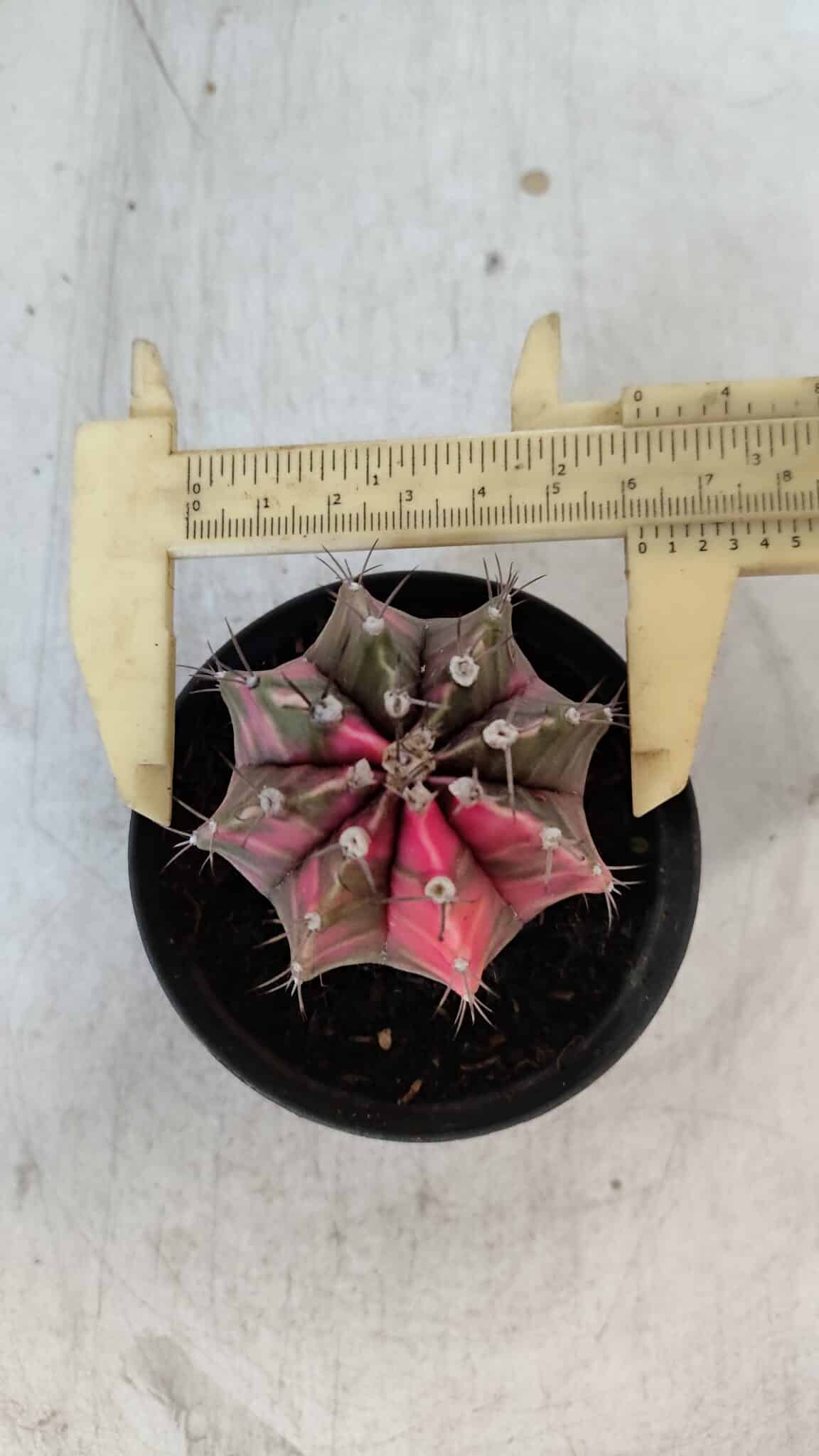 GYMNOCALYCIUM Mihanovichii Variegata Nº 570 – vaso 09