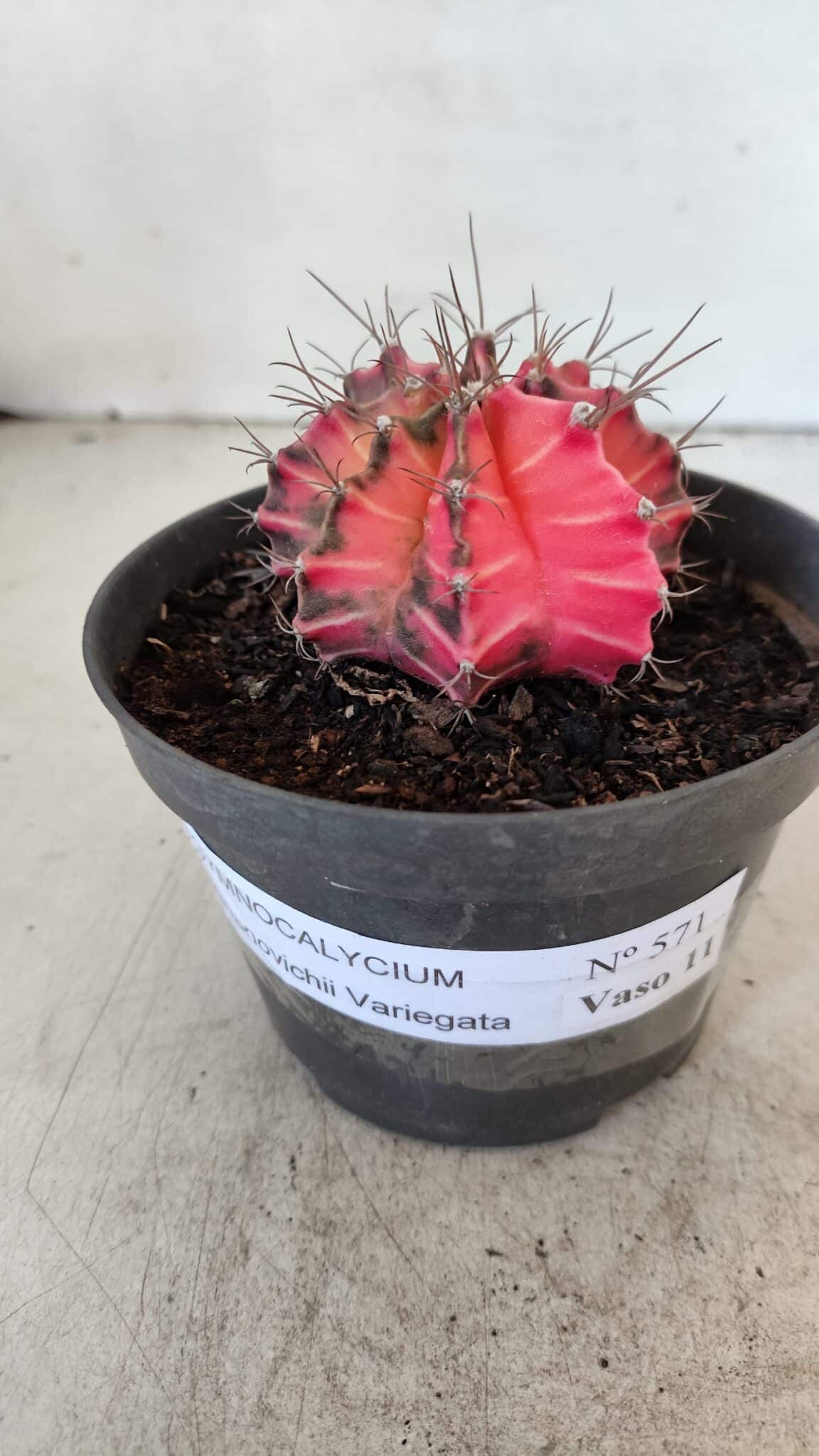 GYMNOCALYCIUM Mihanovichii Variegata Nº 571 – vaso 11