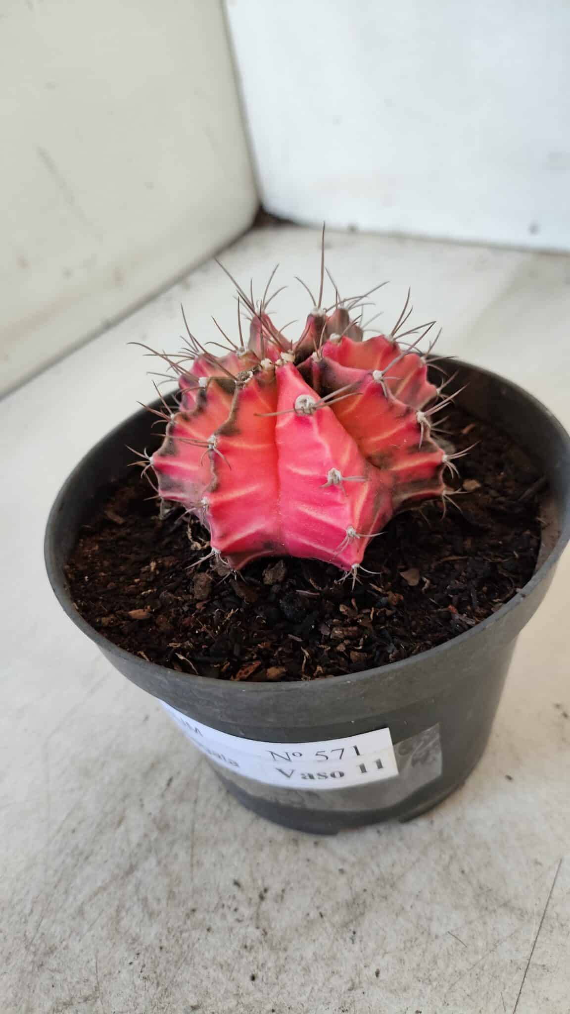 GYMNOCALYCIUM Mihanovichii Variegata Nº 571 – vaso 11