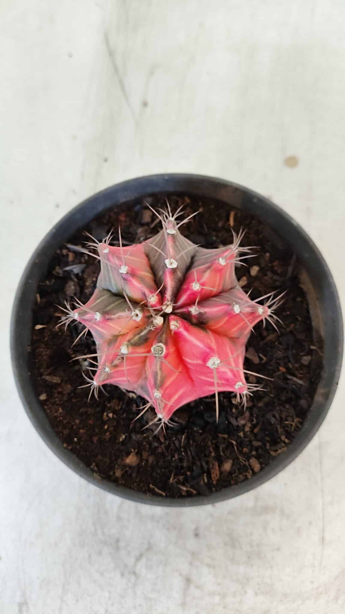 GYMNOCALYCIUM Mihanovichii Variegata Nº 571 – vaso 11