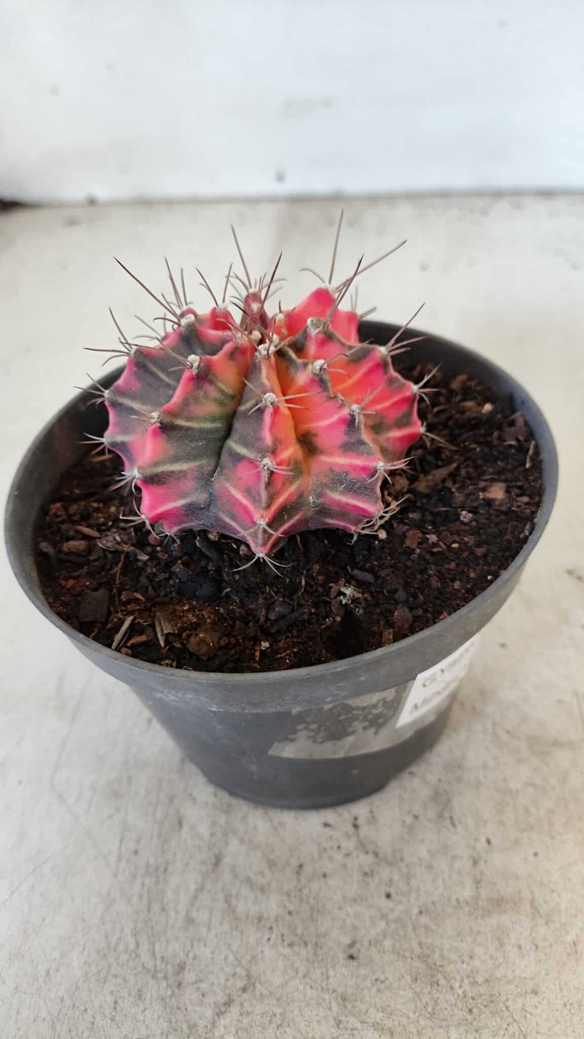 GYMNOCALYCIUM Mihanovichii Variegata Nº 571 – vaso 11