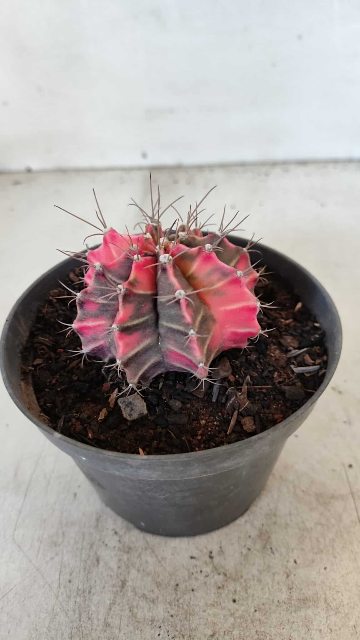 GYMNOCALYCIUM Mihanovichii Variegata Nº 571 – vaso 11