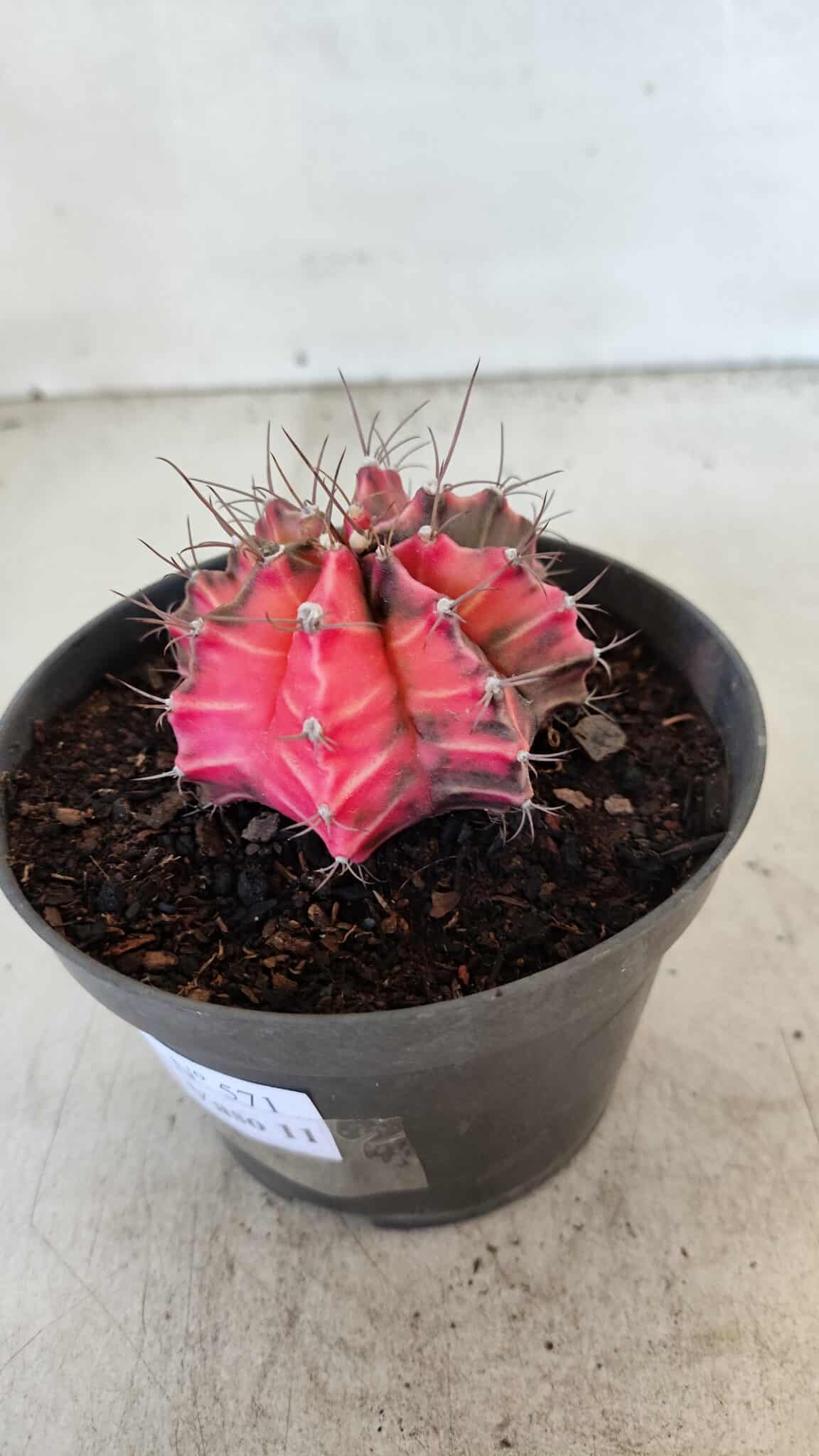 GYMNOCALYCIUM Mihanovichii Variegata Nº 571 – vaso 11