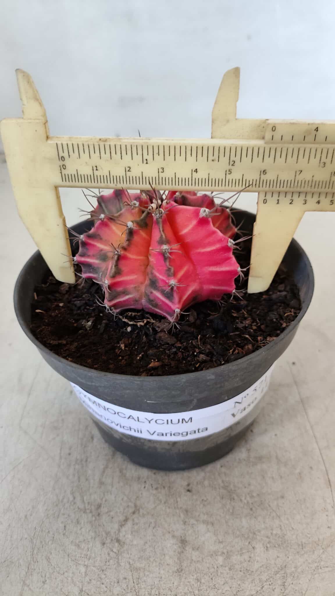 GYMNOCALYCIUM Mihanovichii Variegata Nº 571 – vaso 11