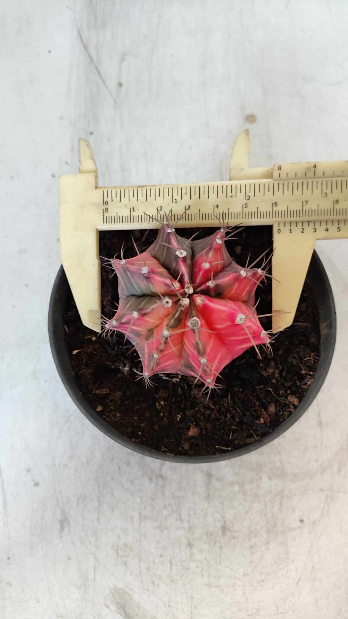 GYMNOCALYCIUM Mihanovichii Variegata Nº 571 – vaso 11
