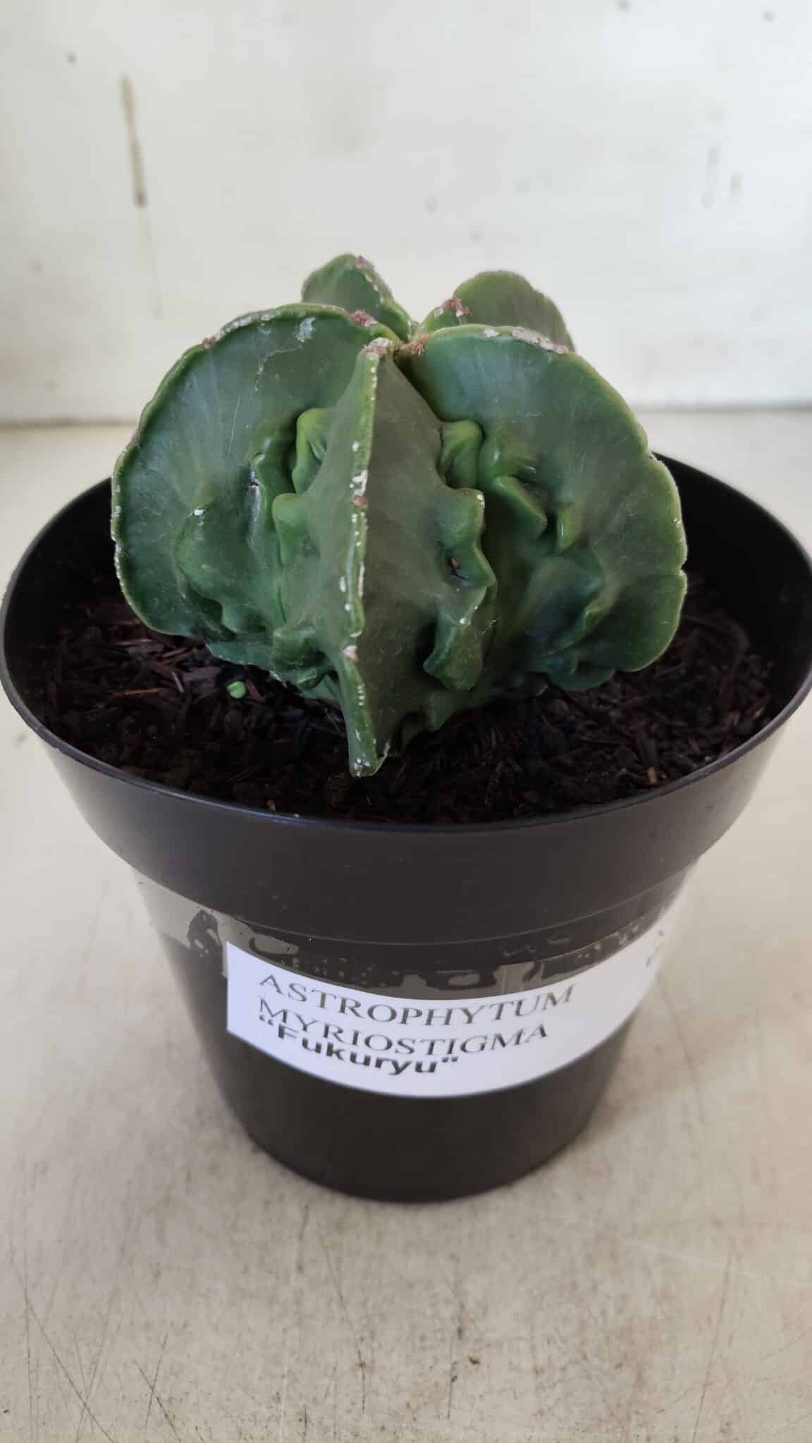 ASTROPHYTUM MYRIOSTIGMA cv FUKURYU Nudum  Nº 600 – vaso 15