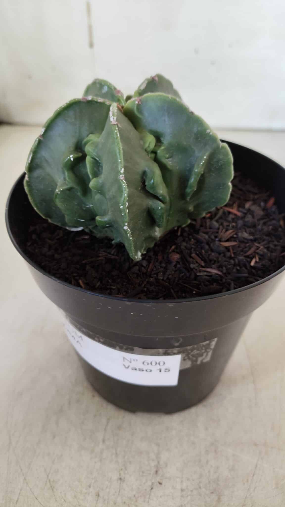 ASTROPHYTUM MYRIOSTIGMA cv FUKURYU Nudum  Nº 600 – vaso 15