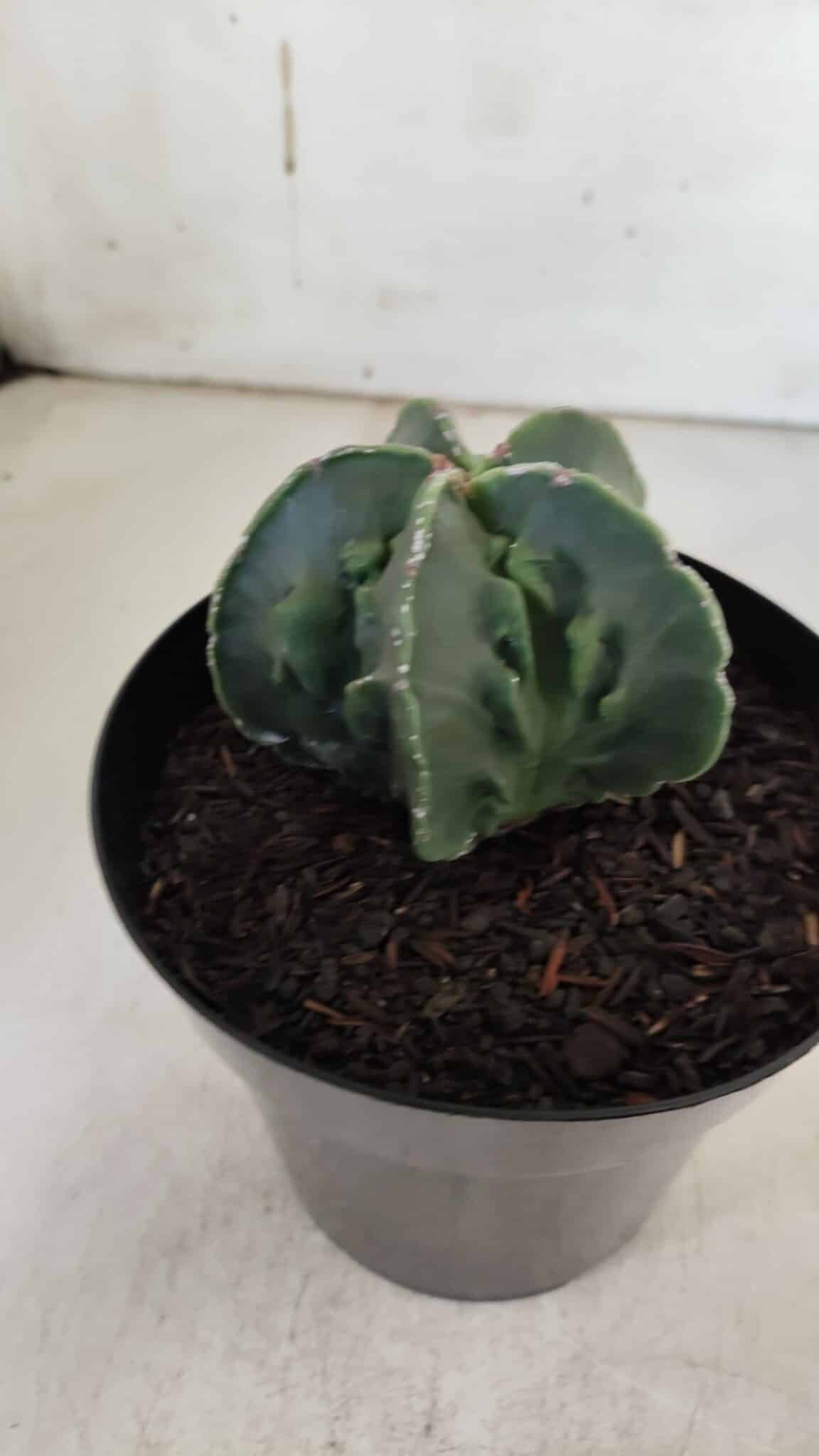 ASTROPHYTUM MYRIOSTIGMA cv FUKURYU Nudum  Nº 600 – vaso 15