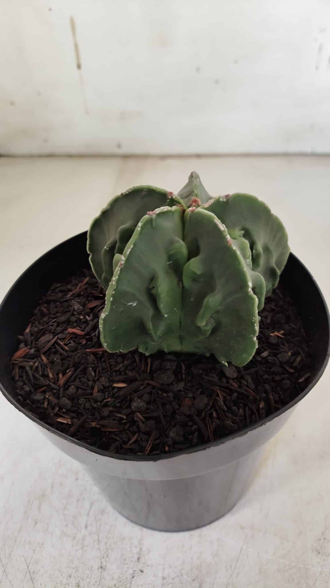ASTROPHYTUM MYRIOSTIGMA cv FUKURYU Nudum  Nº 600 – vaso 15