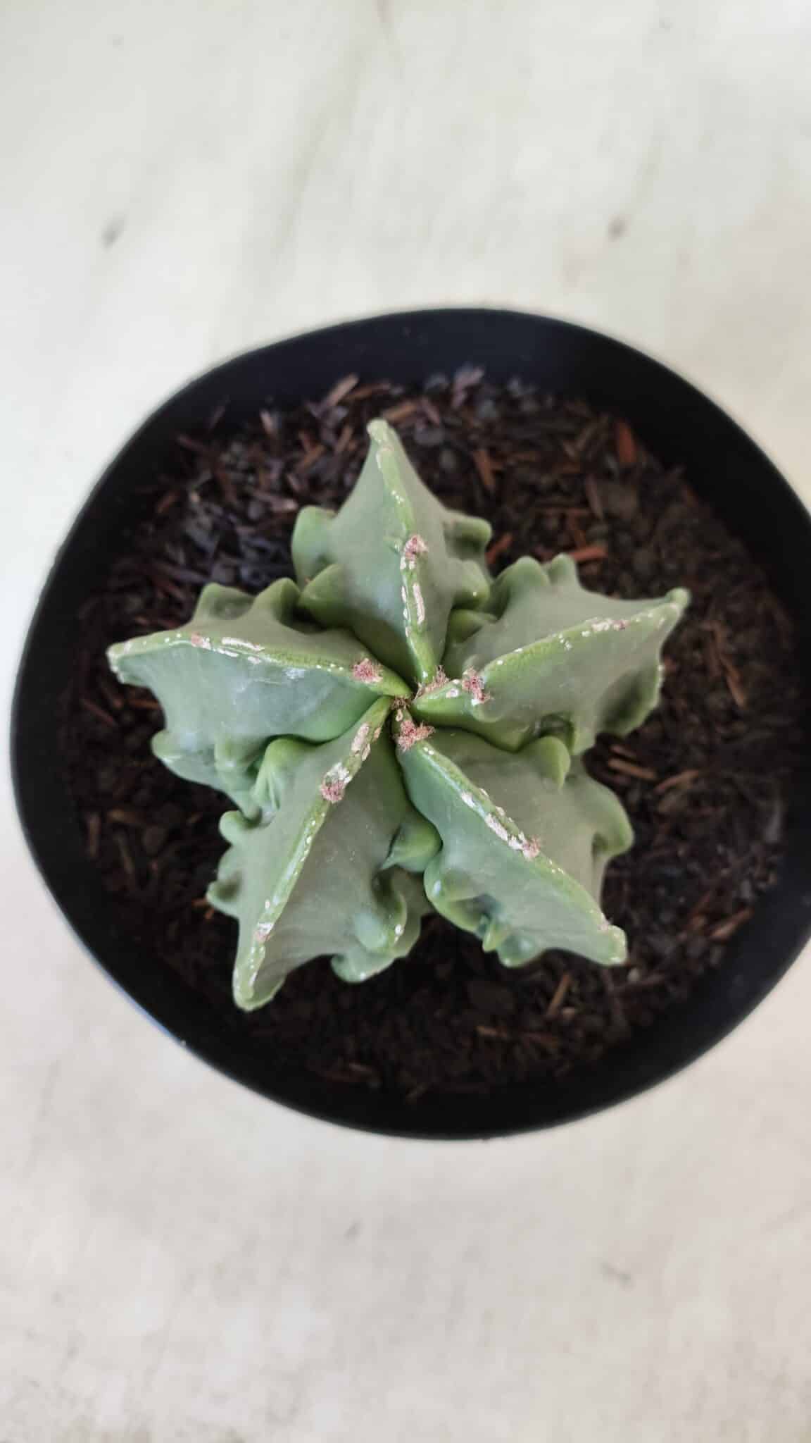 ASTROPHYTUM MYRIOSTIGMA cv FUKURYU Nudum  Nº 600 – vaso 15