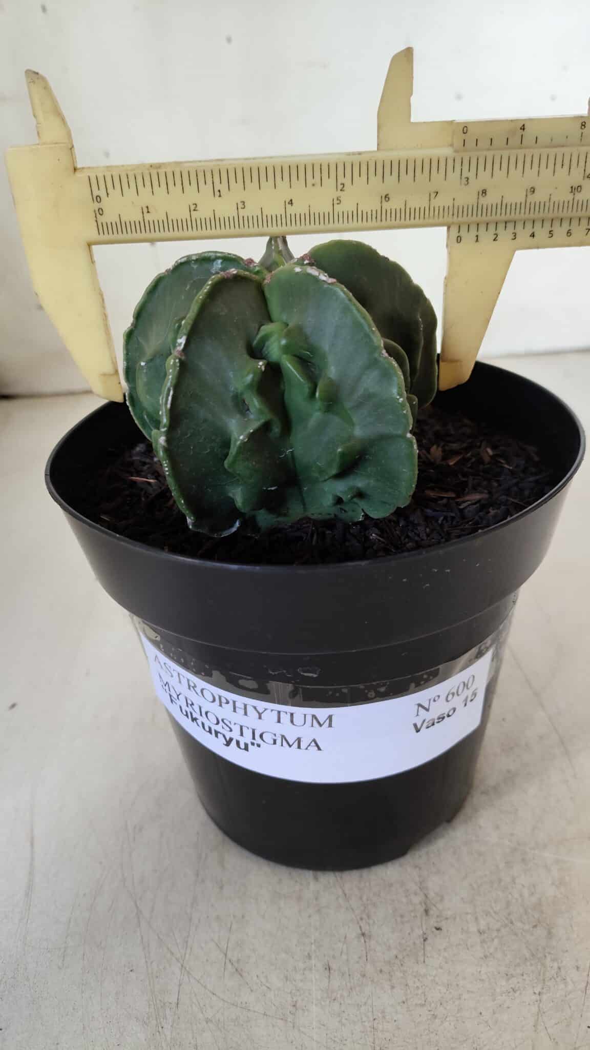 ASTROPHYTUM MYRIOSTIGMA cv FUKURYU Nudum  Nº 600 – vaso 15