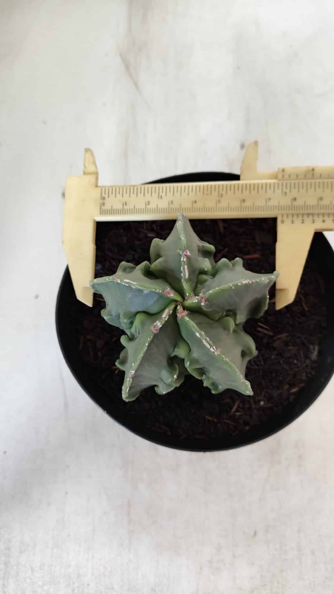 ASTROPHYTUM MYRIOSTIGMA cv FUKURYU Nudum  Nº 600 – vaso 15