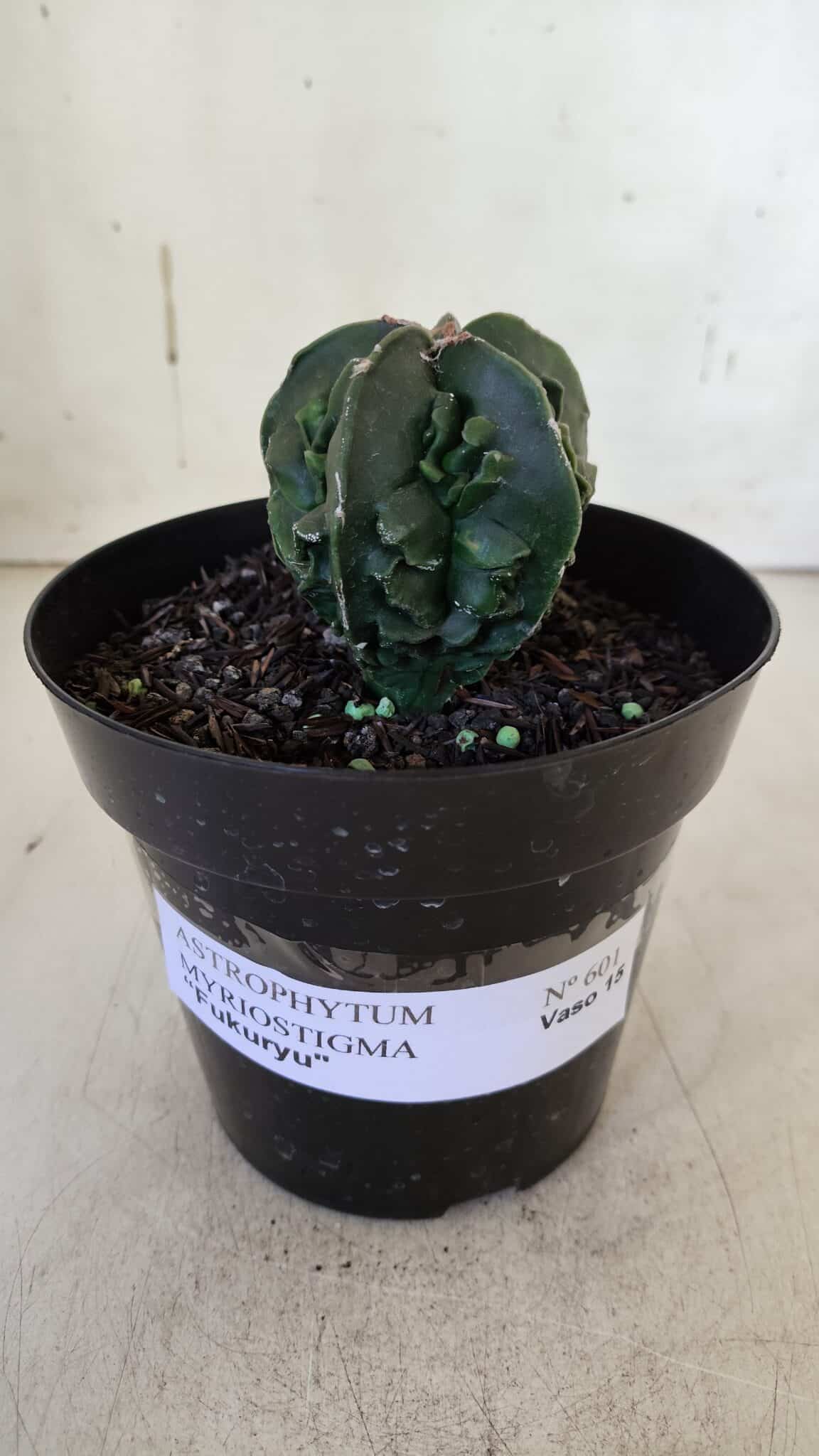 ASTROPHYTUM MYRIOSTIGMA cv FUKURYU Nudum  Nº 601 – vaso 15