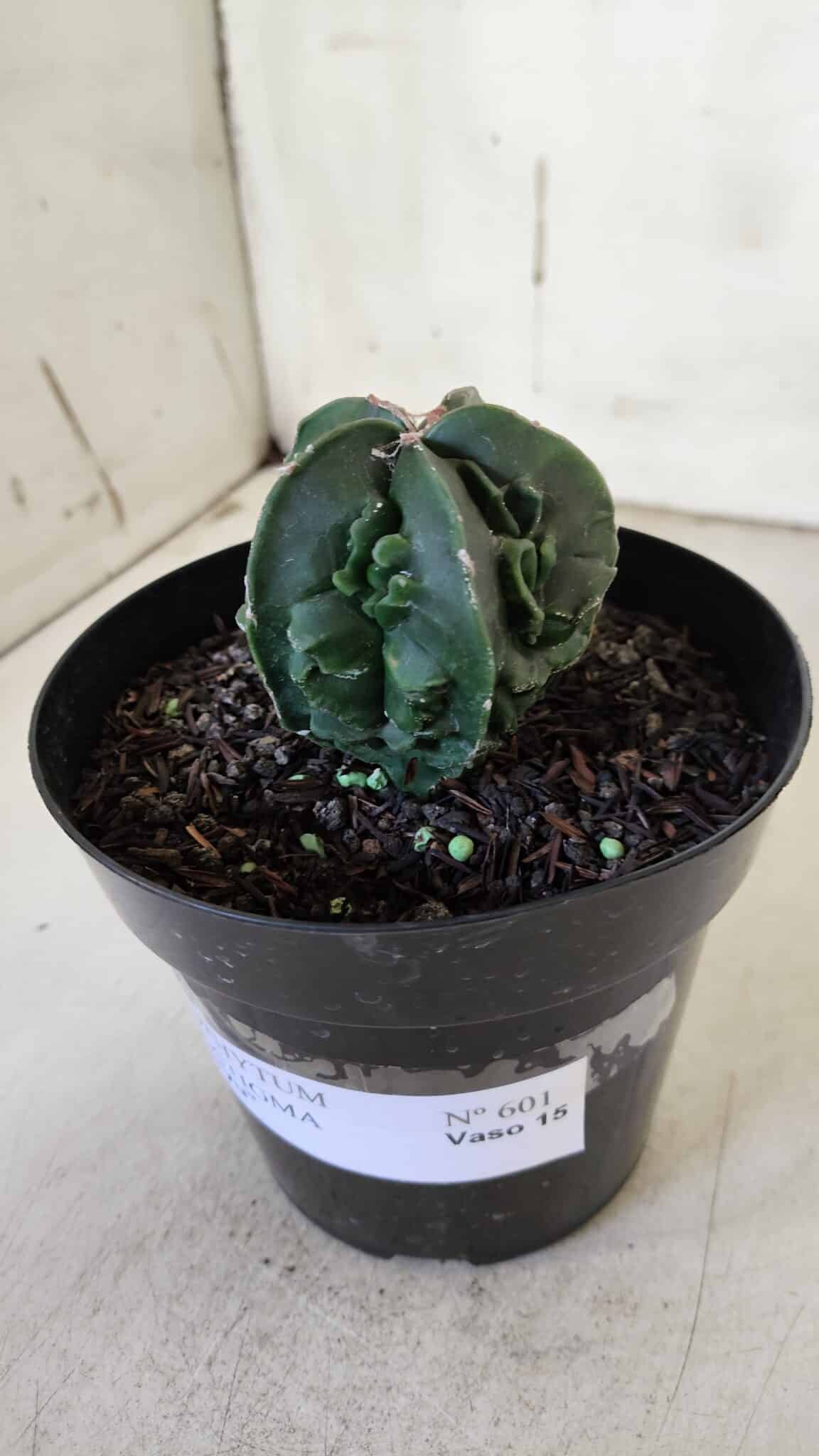 ASTROPHYTUM MYRIOSTIGMA cv FUKURYU Nudum  Nº 601 – vaso 15