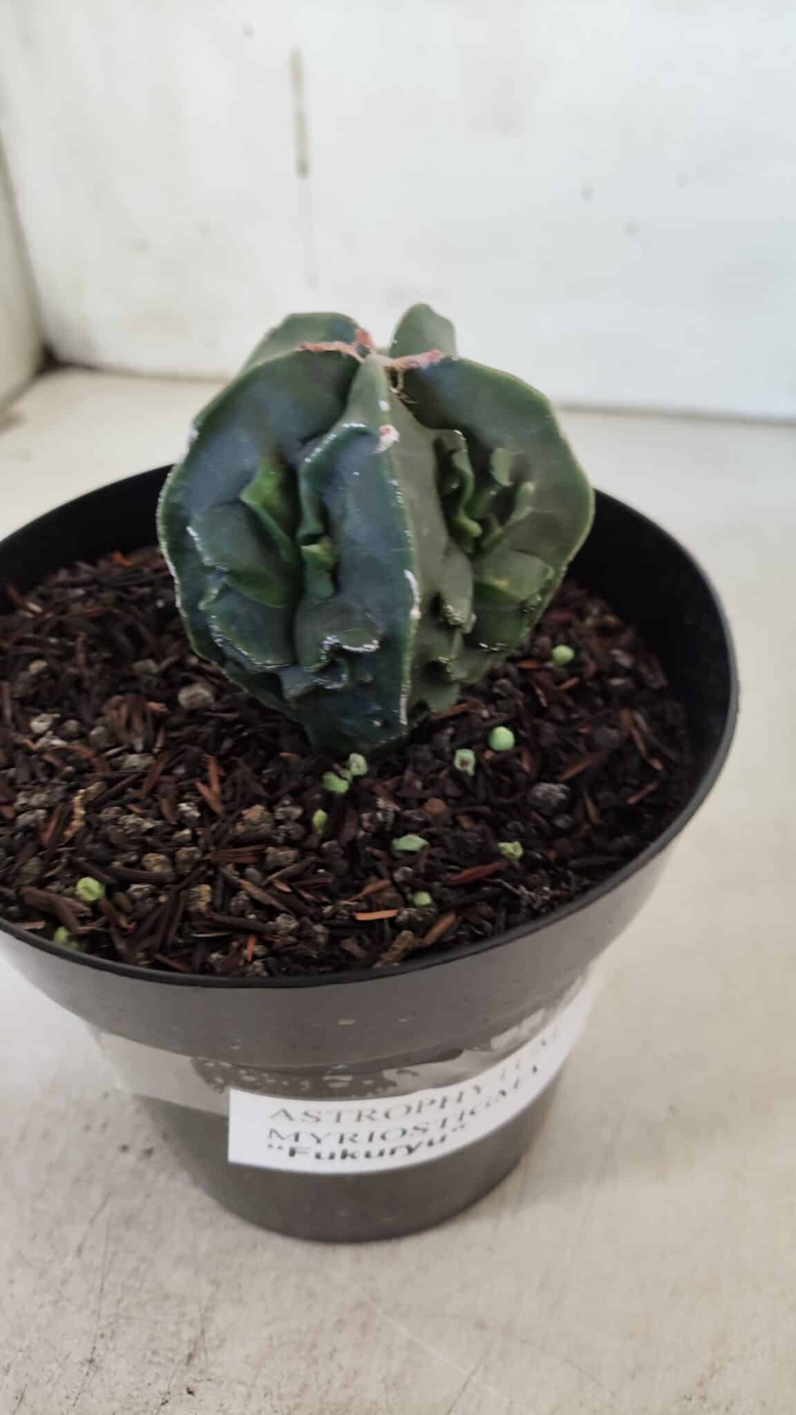 ASTROPHYTUM MYRIOSTIGMA cv FUKURYU Nudum  Nº 601 – vaso 15