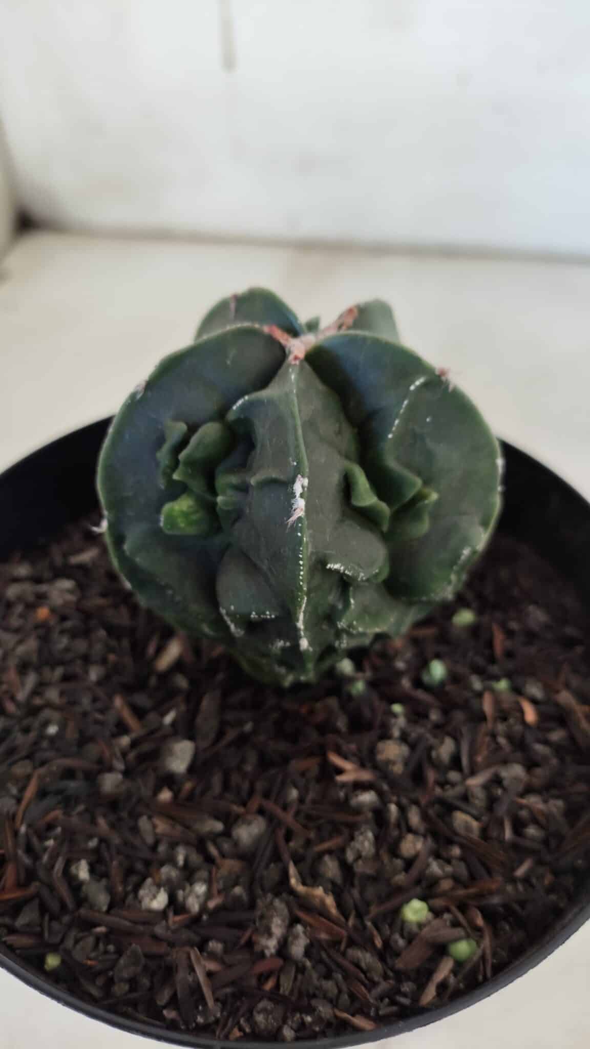 ASTROPHYTUM MYRIOSTIGMA cv FUKURYU Nudum  Nº 601 – vaso 15