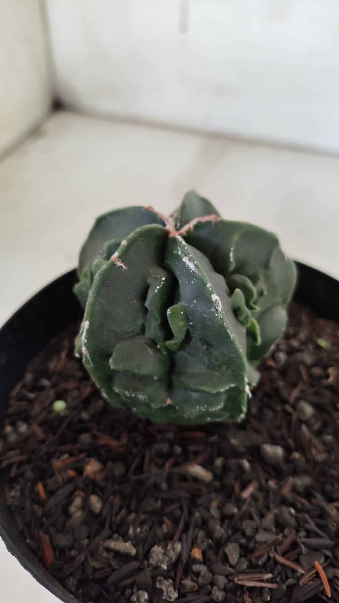 ASTROPHYTUM MYRIOSTIGMA cv FUKURYU Nudum  Nº 601 – vaso 15