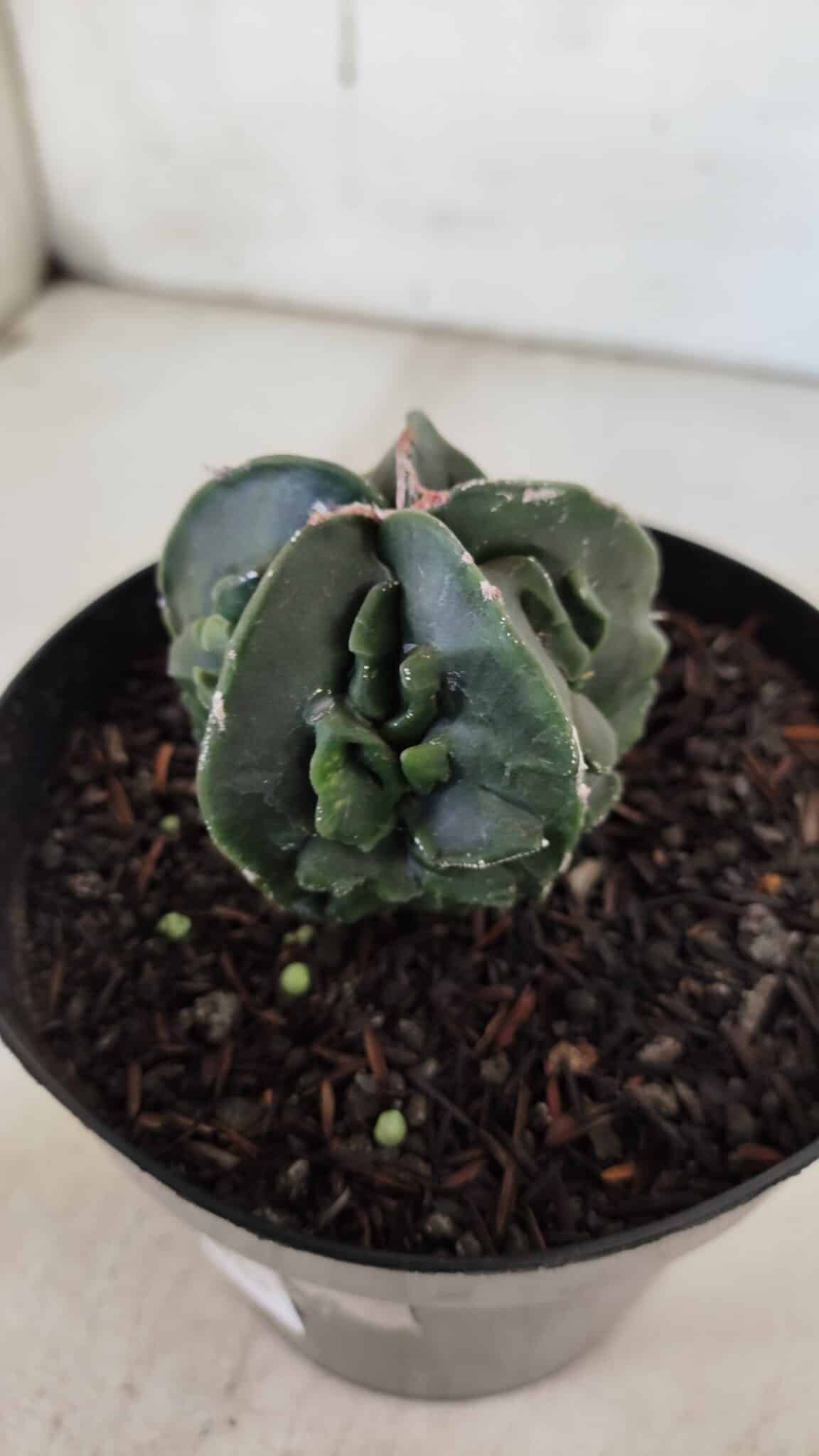 ASTROPHYTUM MYRIOSTIGMA cv FUKURYU Nudum  Nº 601 – vaso 15