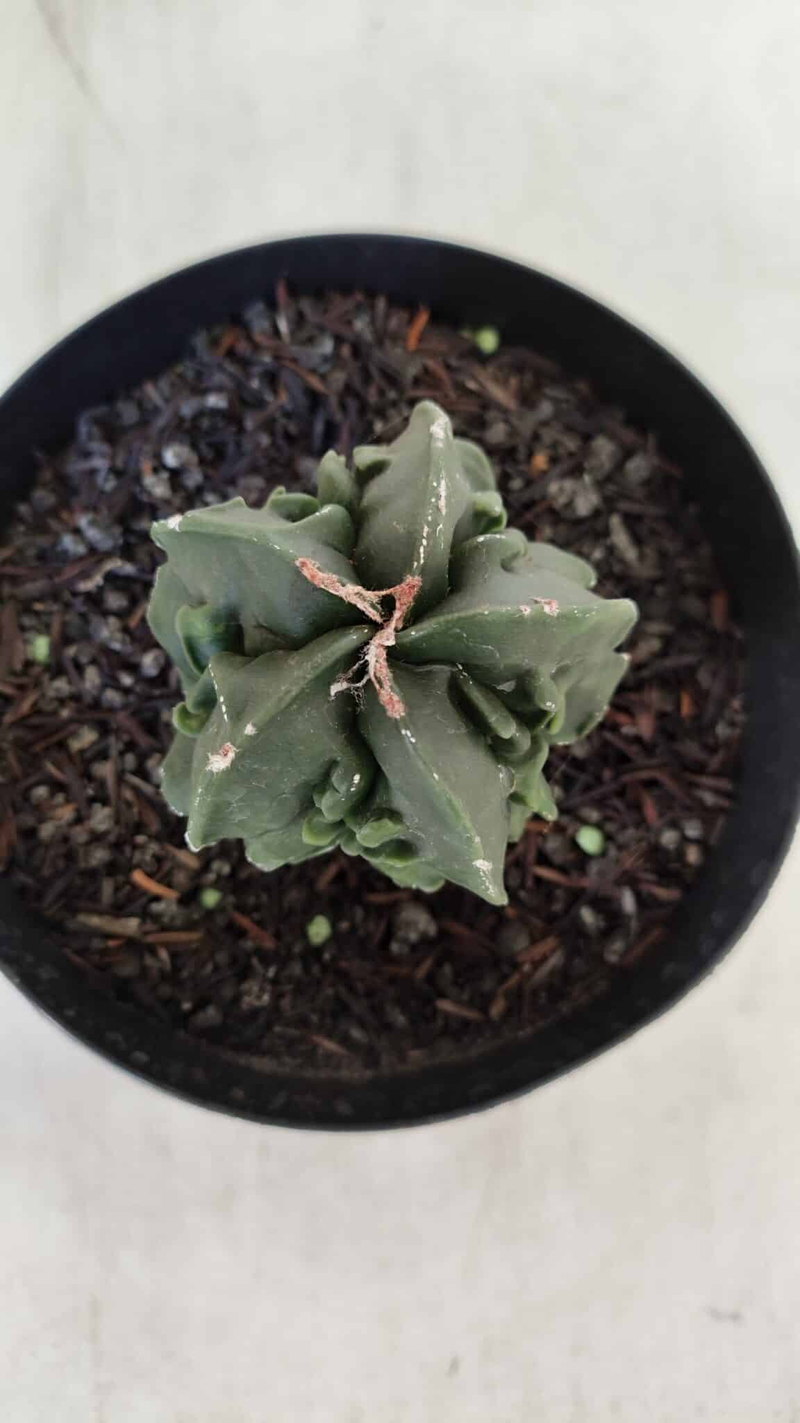 ASTROPHYTUM MYRIOSTIGMA cv FUKURYU Nudum  Nº 601 – vaso 15