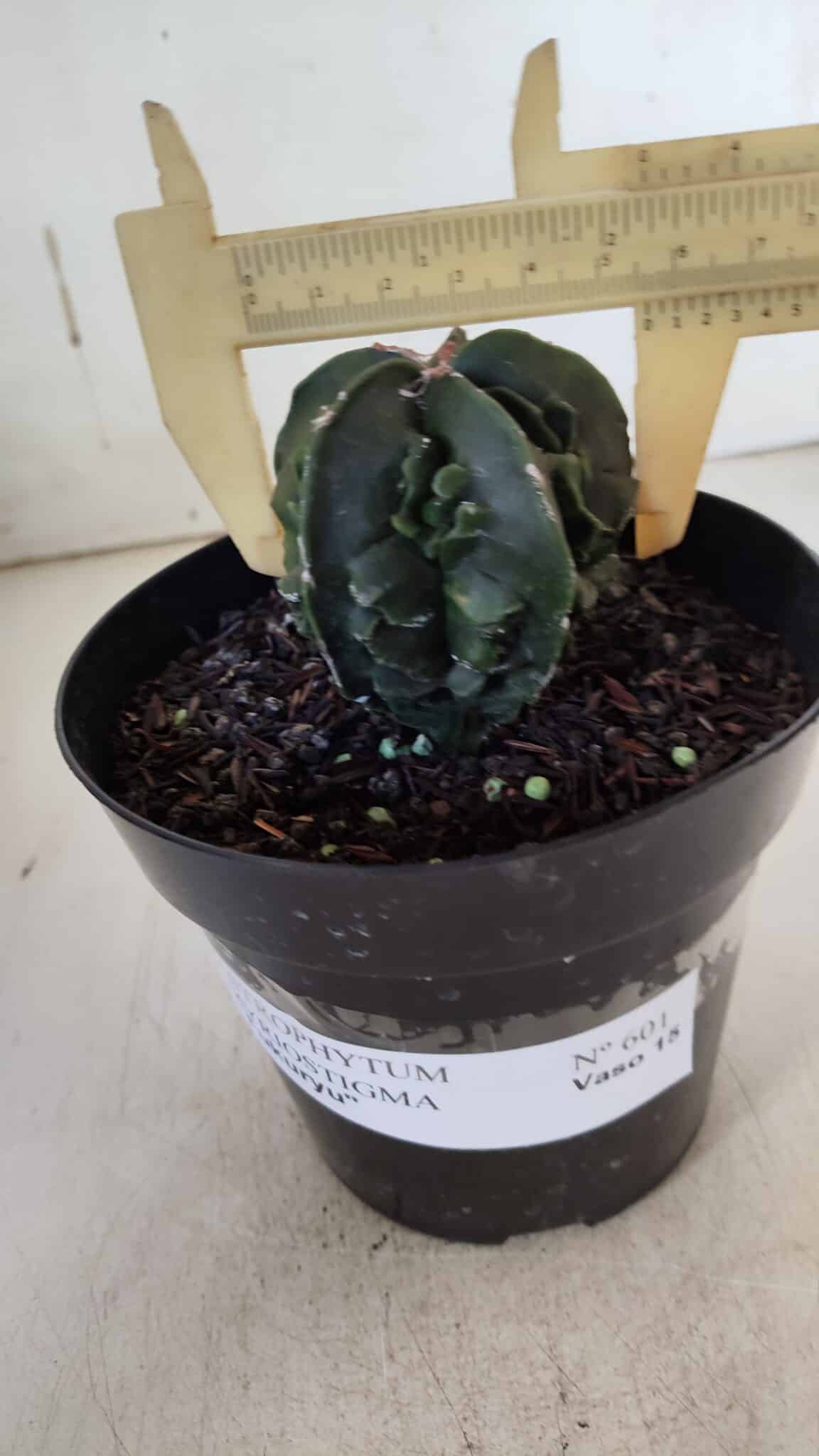 ASTROPHYTUM MYRIOSTIGMA cv FUKURYU Nudum  Nº 601 – vaso 15