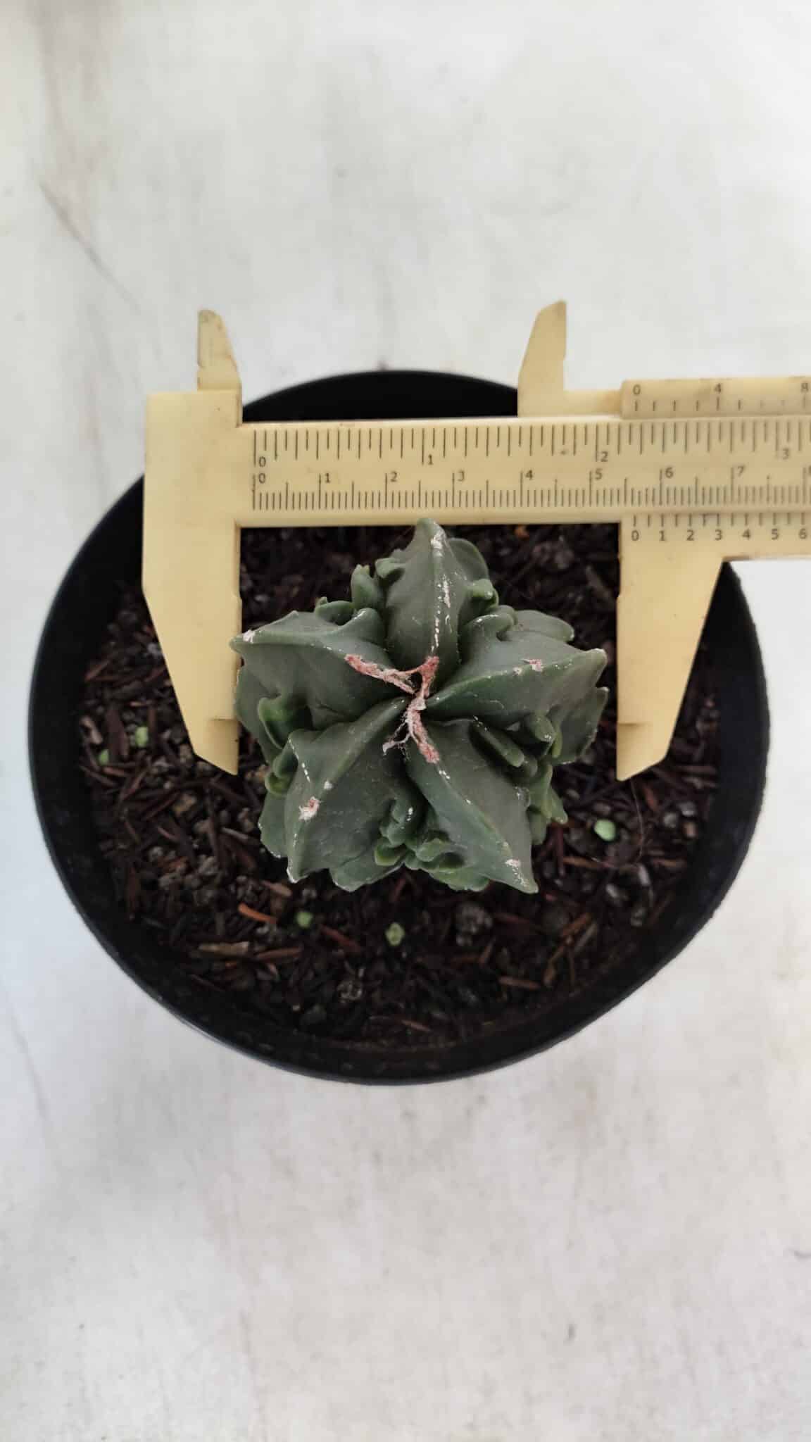 ASTROPHYTUM MYRIOSTIGMA cv FUKURYU Nudum  Nº 601 – vaso 15