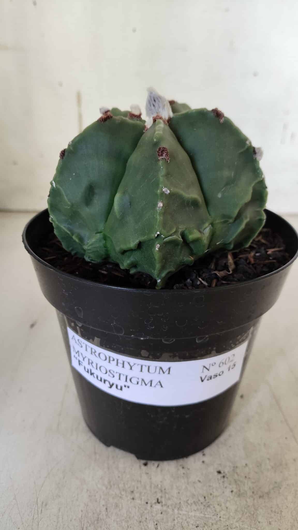 ASTROPHYTUM MYRIOSTIGMA cv FUKURYU Nudum  Nº 602 – vaso 15
