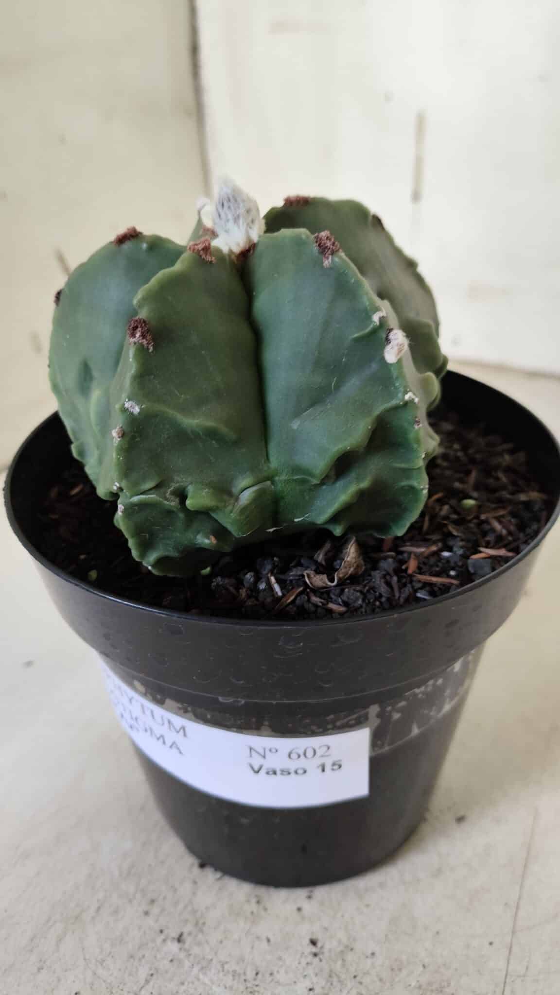 ASTROPHYTUM MYRIOSTIGMA cv FUKURYU Nudum  Nº 602 – vaso 15