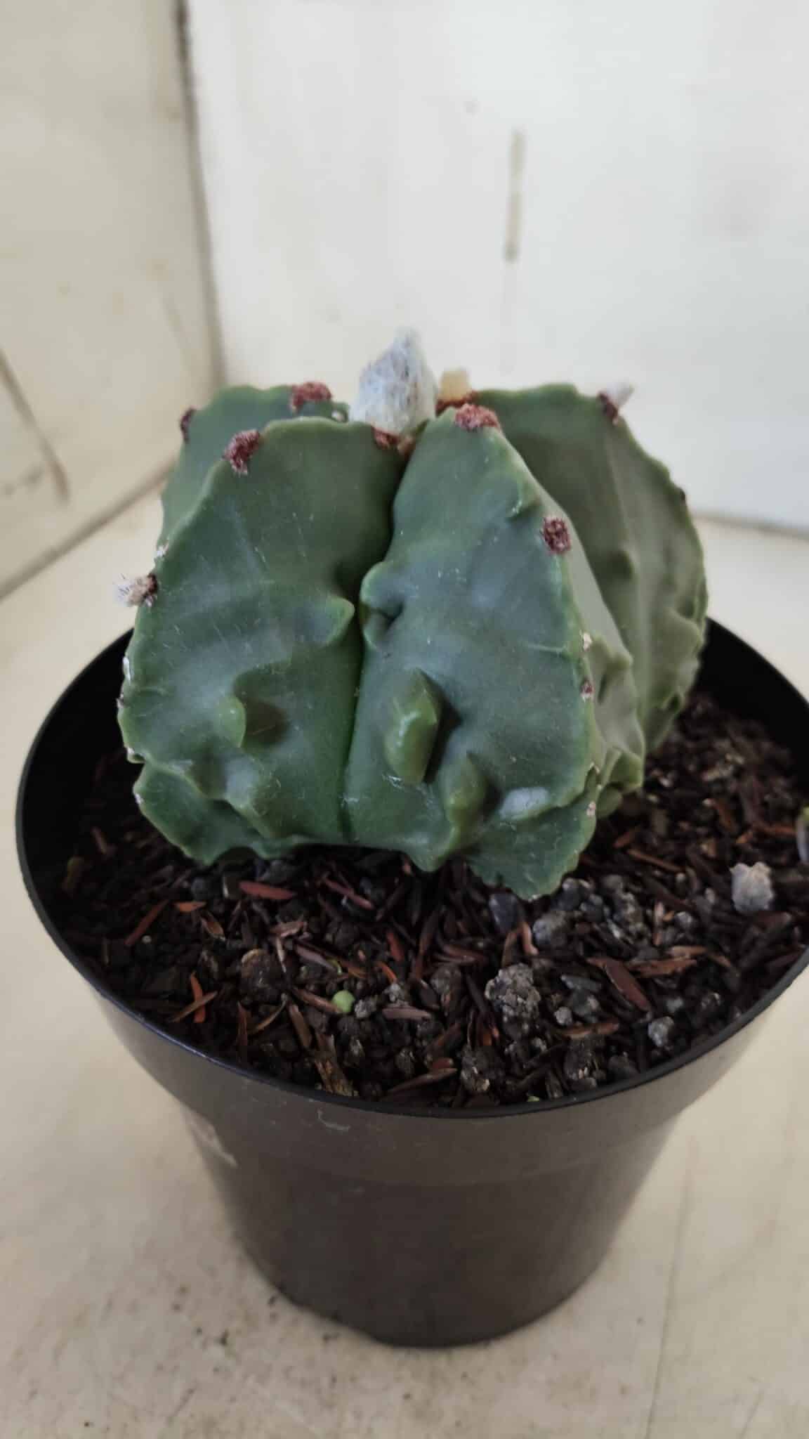 ASTROPHYTUM MYRIOSTIGMA cv FUKURYU Nudum  Nº 602 – vaso 15