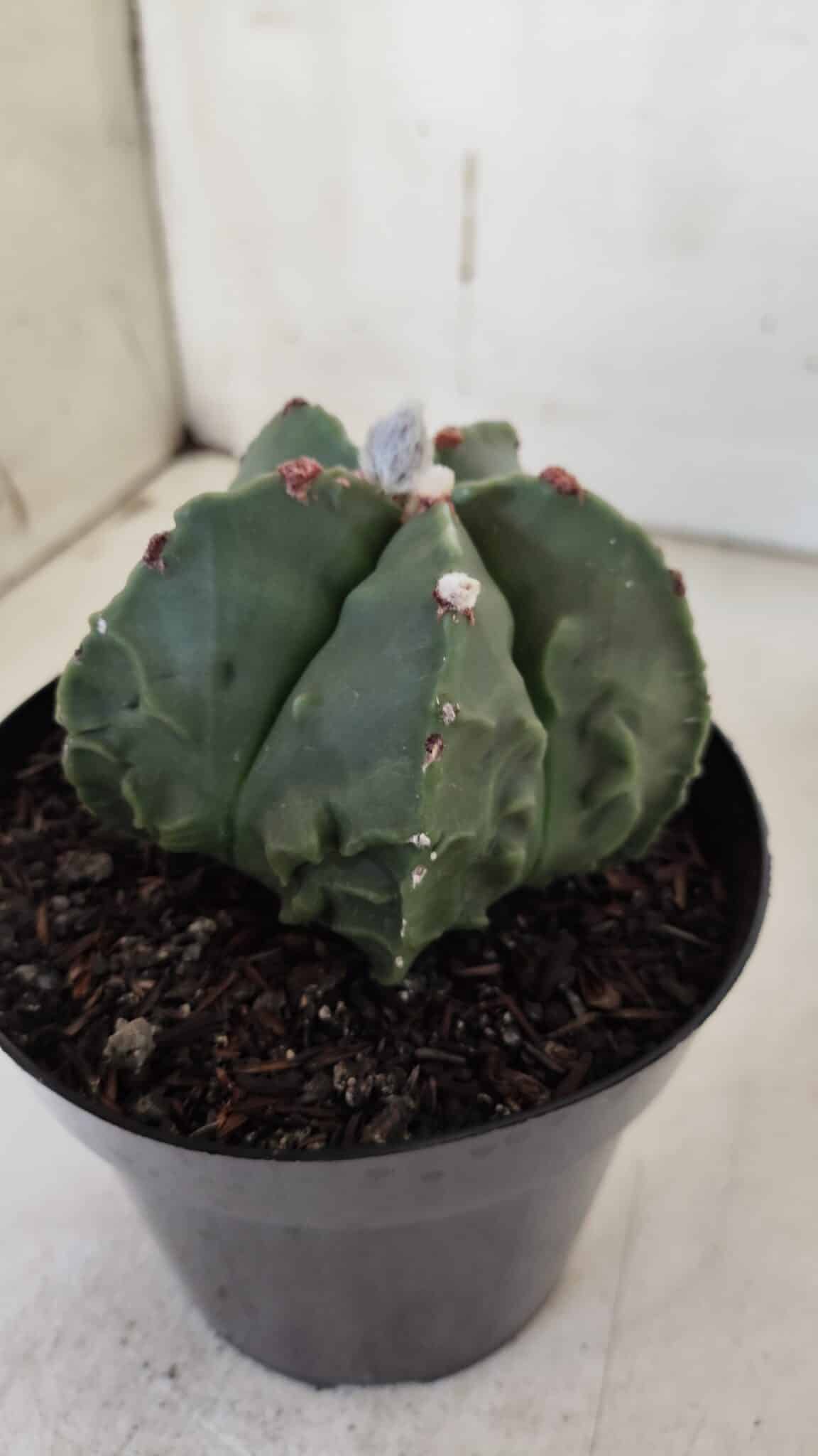 ASTROPHYTUM MYRIOSTIGMA cv FUKURYU Nudum  Nº 602 – vaso 15