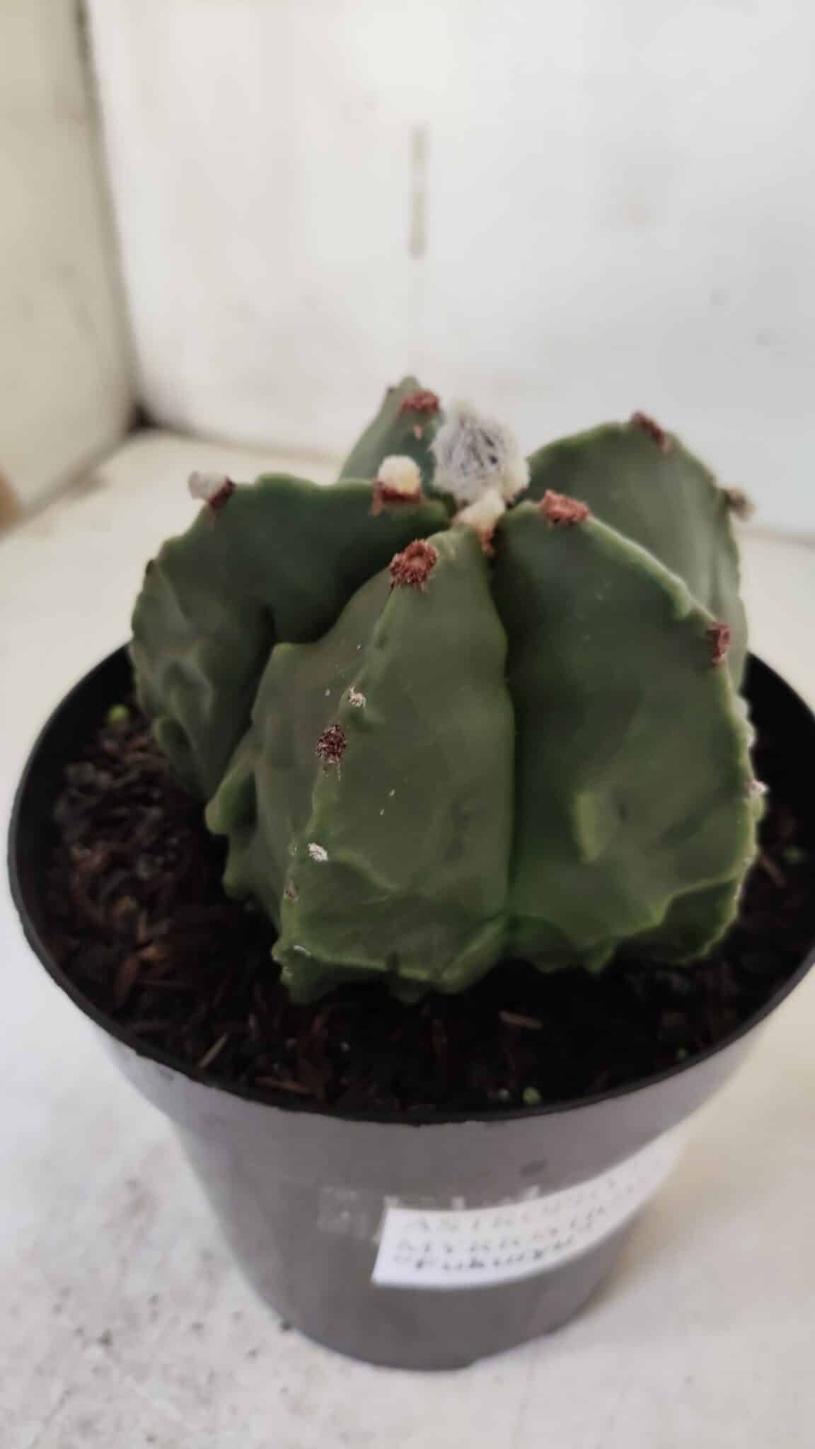 ASTROPHYTUM MYRIOSTIGMA cv FUKURYU Nudum  Nº 602 – vaso 15