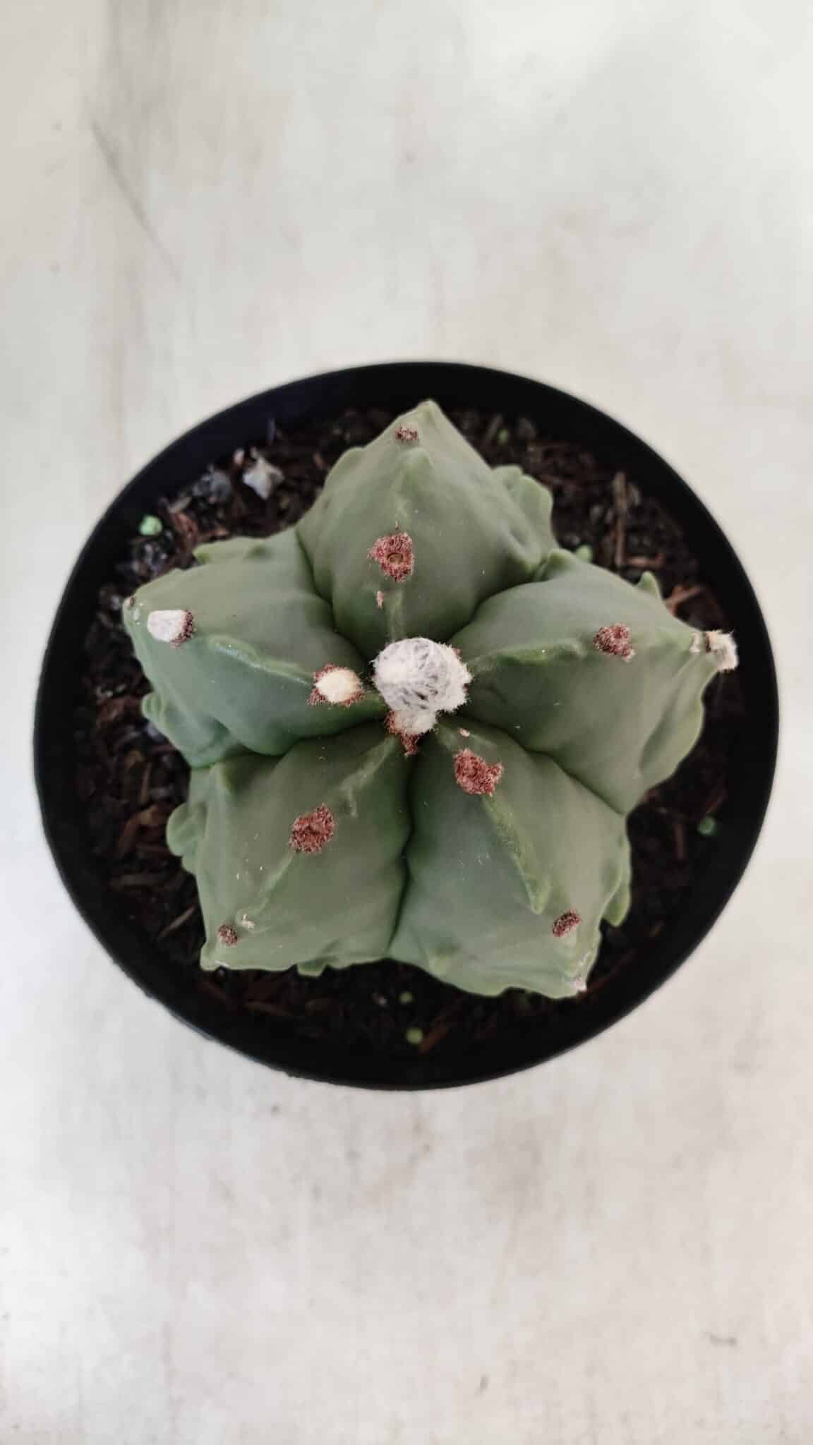 ASTROPHYTUM MYRIOSTIGMA cv FUKURYU Nudum  Nº 602 – vaso 15