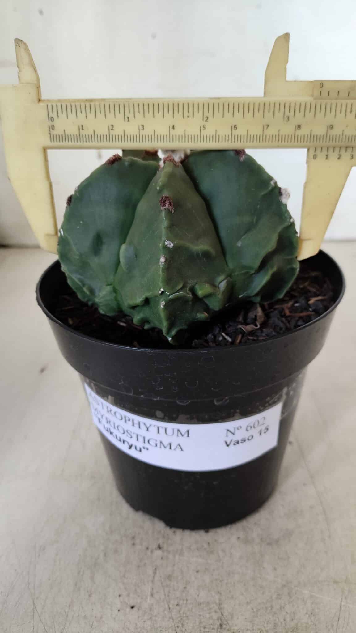 ASTROPHYTUM MYRIOSTIGMA cv FUKURYU Nudum  Nº 602 – vaso 15