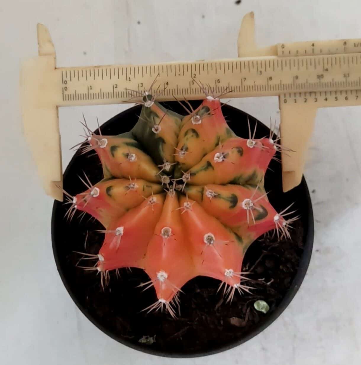 GYMNOCALYCIUM Mihanovichii Variegata Nº 71 – vaso 11