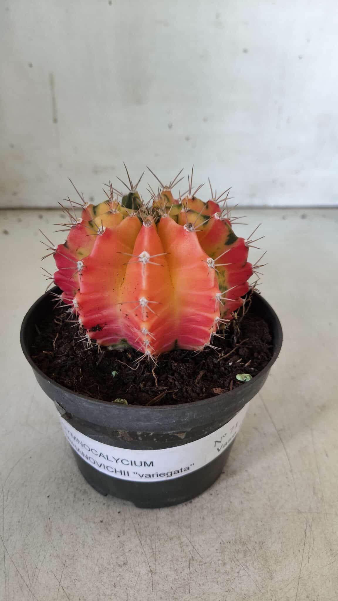 GYMNOCALYCIUM Mihanovichii Variegata Nº 71 – vaso 11