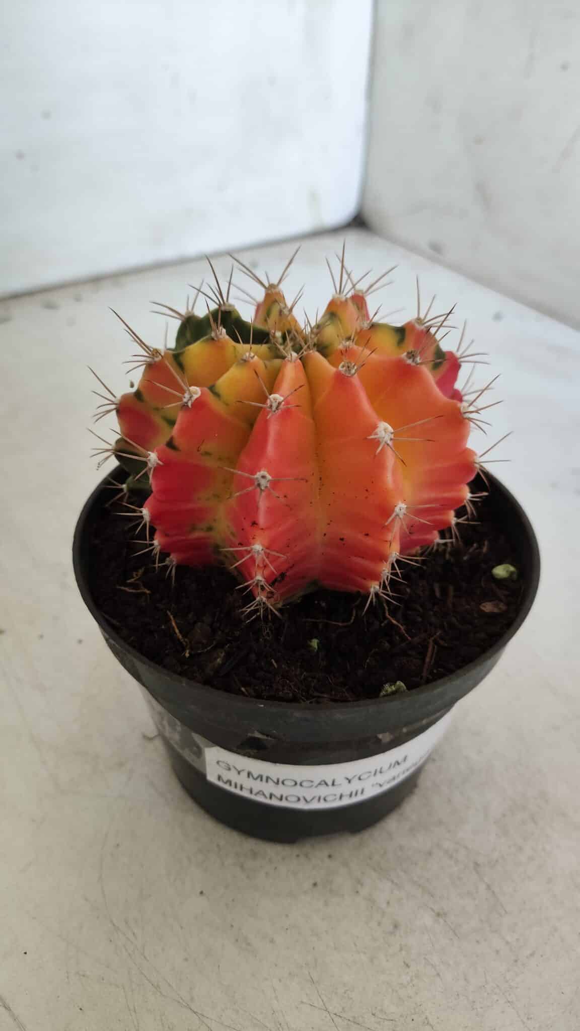 GYMNOCALYCIUM Mihanovichii Variegata Nº 71 – vaso 11