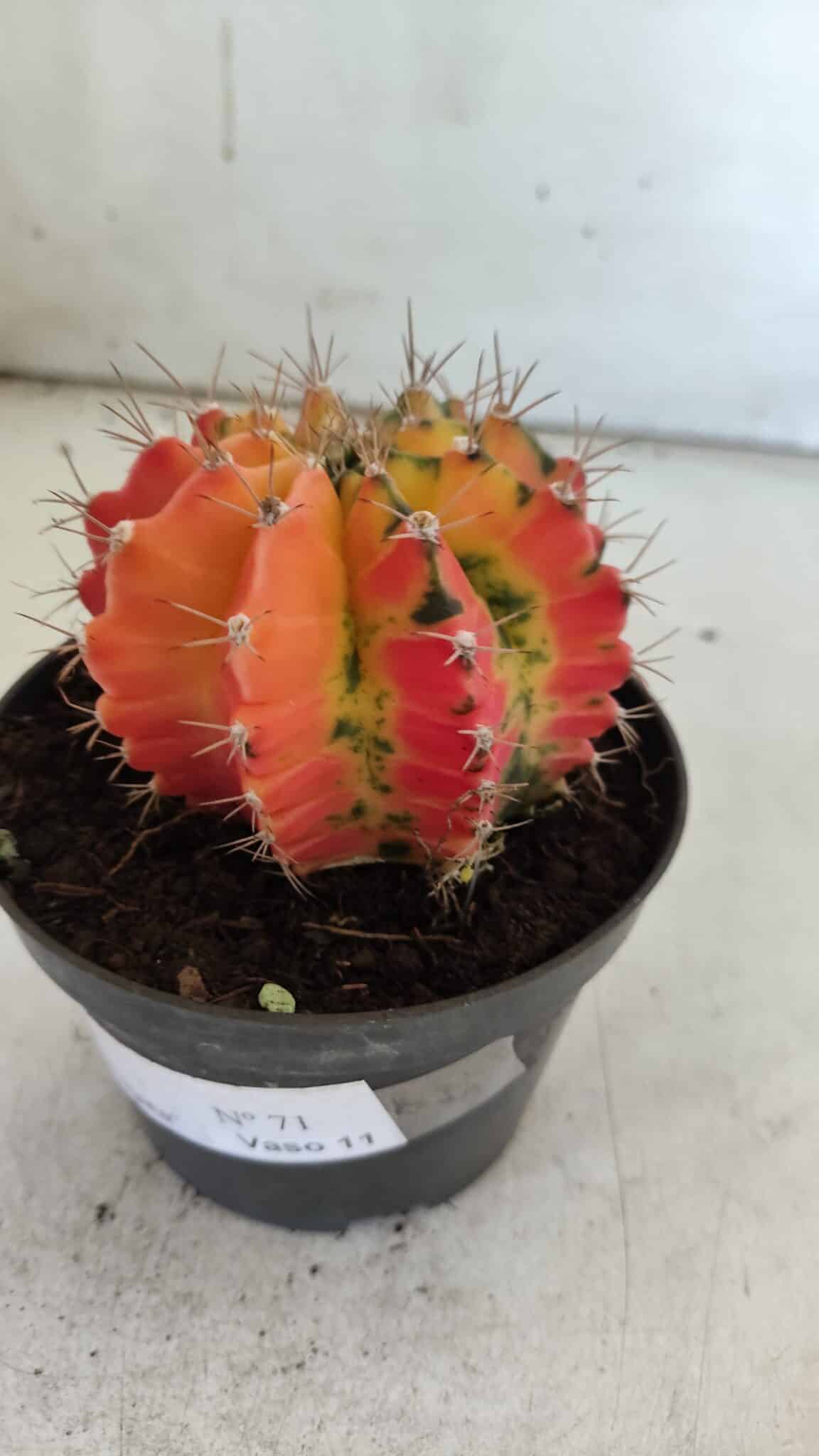 GYMNOCALYCIUM Mihanovichii Variegata Nº 71 – vaso 11