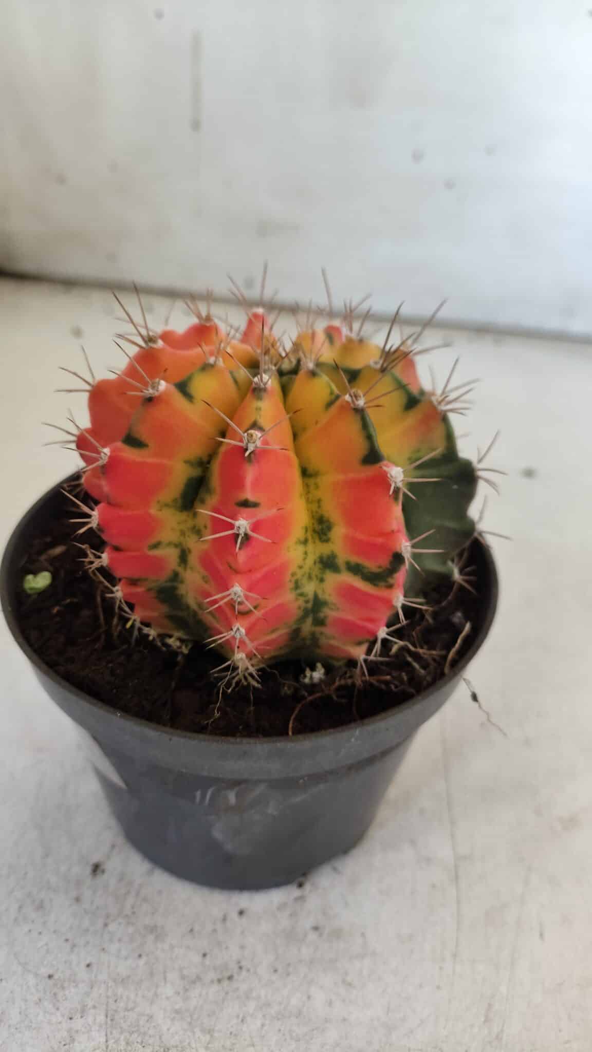 GYMNOCALYCIUM Mihanovichii Variegata Nº 71 – vaso 11