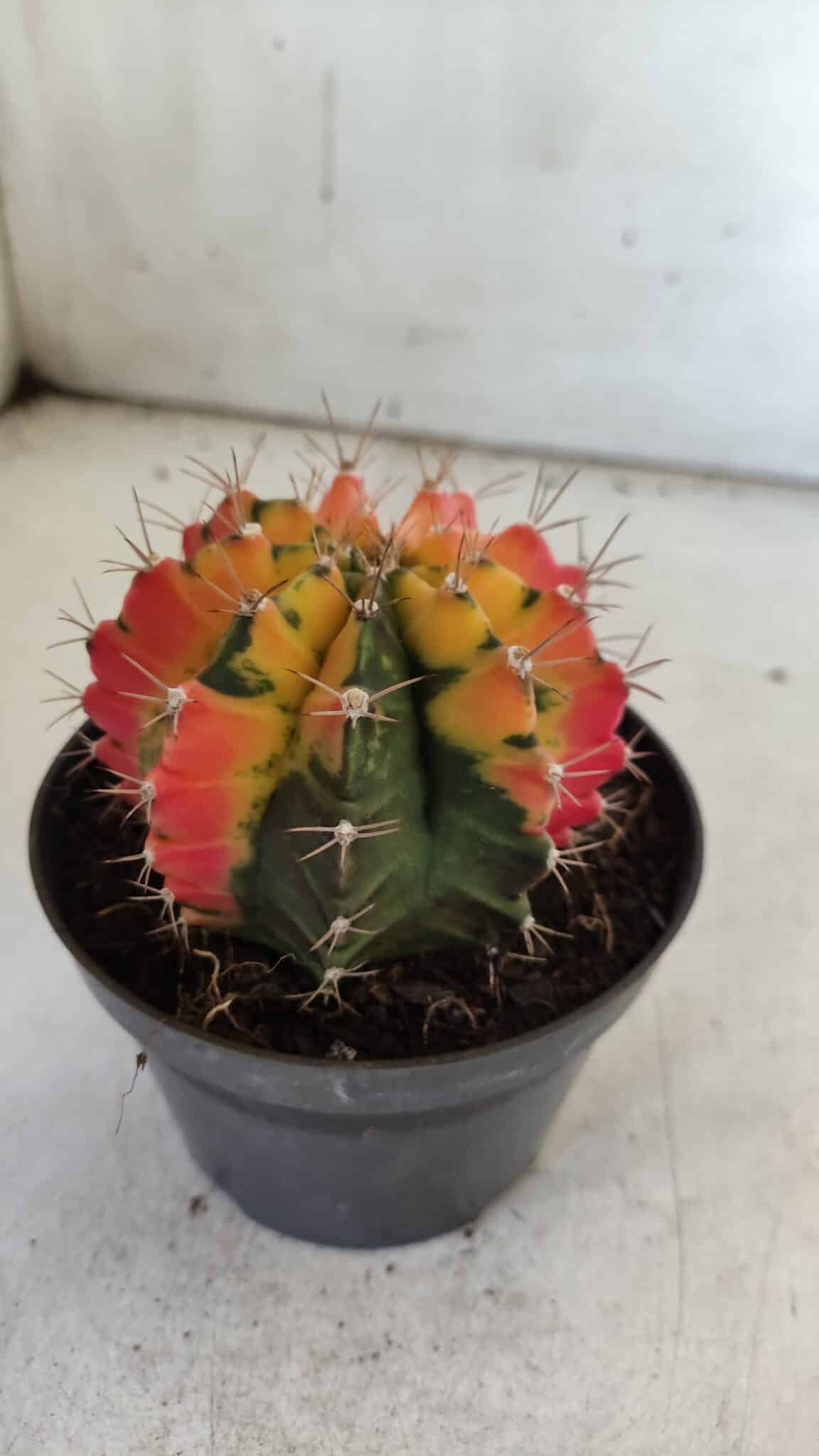 GYMNOCALYCIUM Mihanovichii Variegata Nº 71 – vaso 11