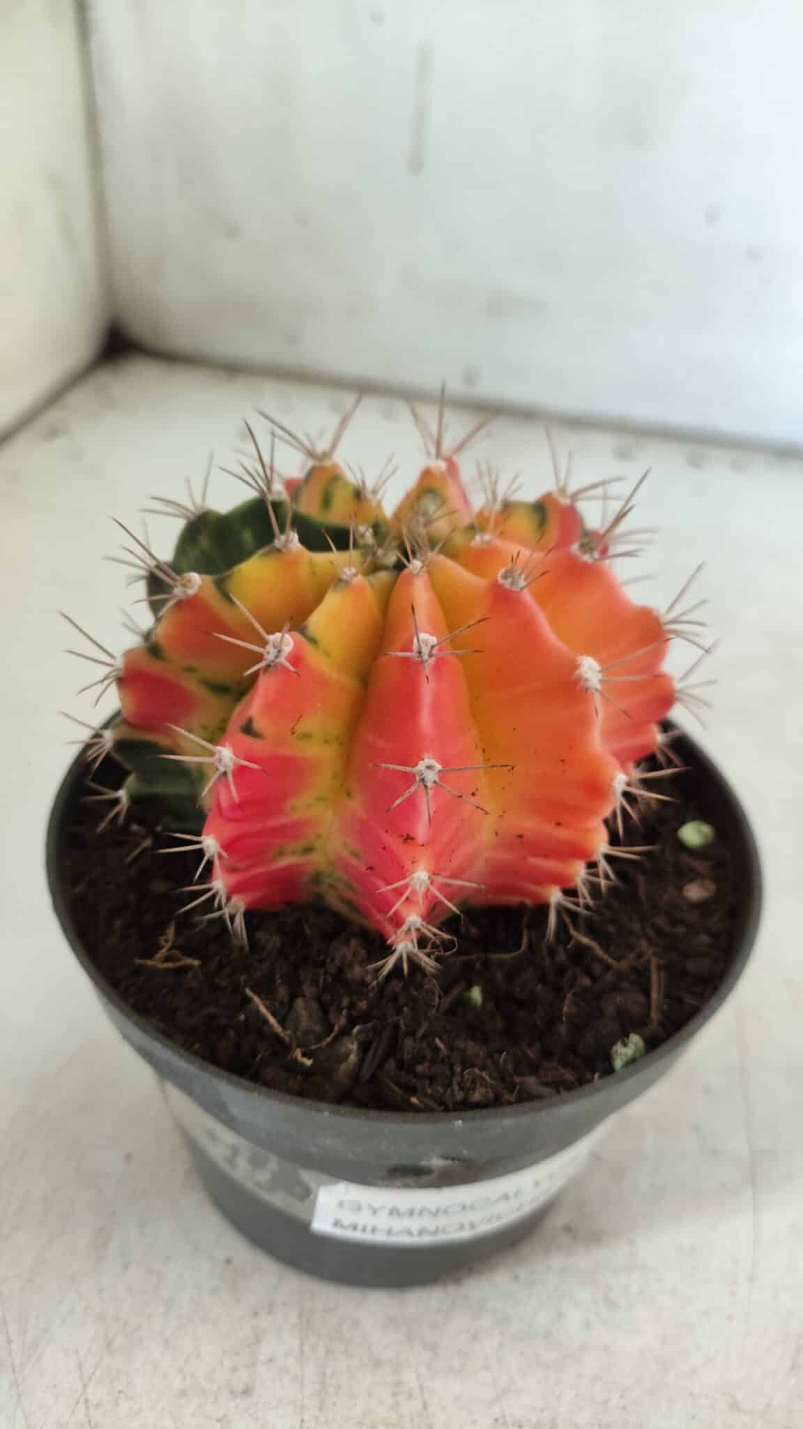 GYMNOCALYCIUM Mihanovichii Variegata Nº 71 – vaso 11