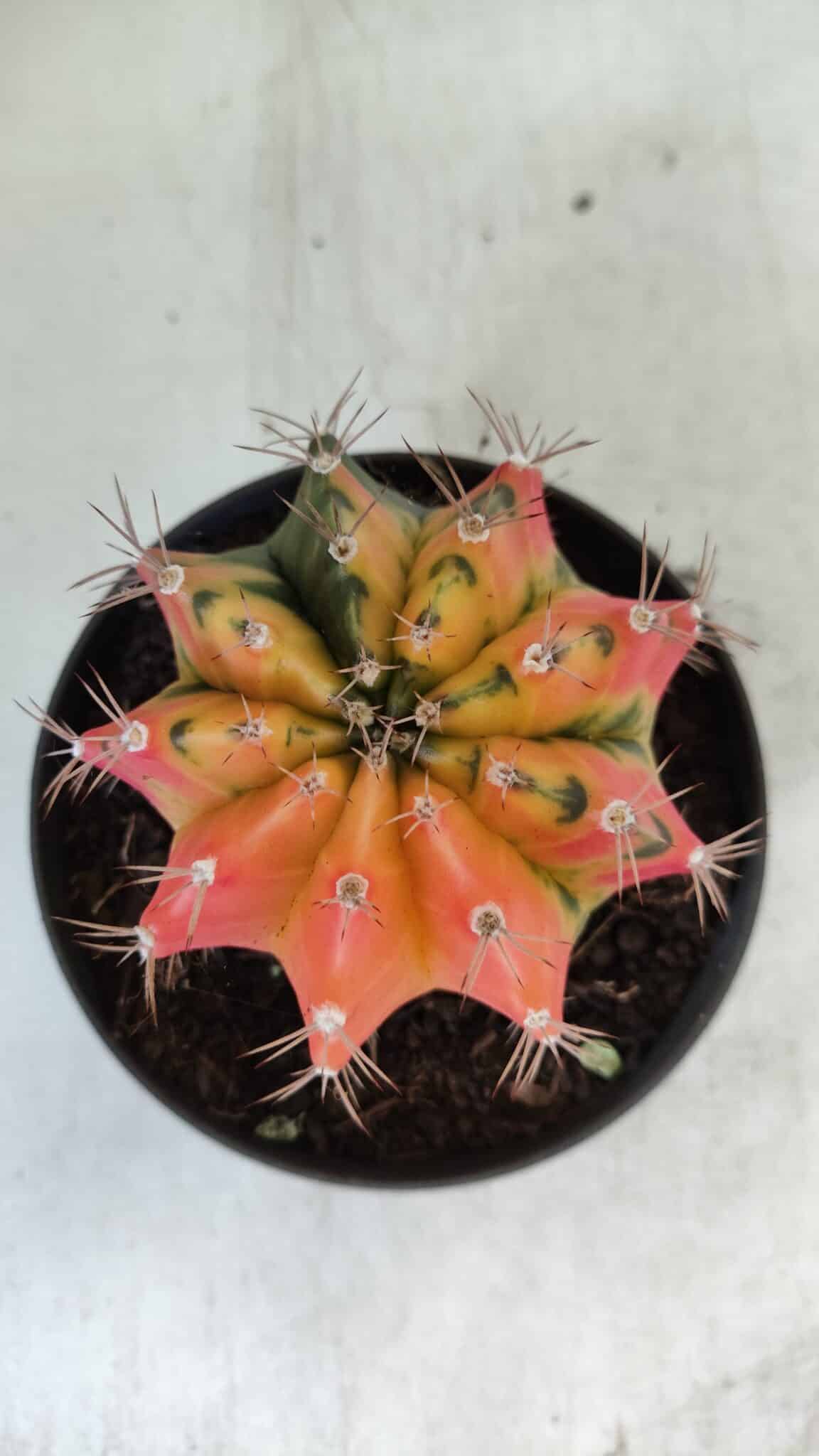 GYMNOCALYCIUM Mihanovichii Variegata Nº 71 – vaso 11