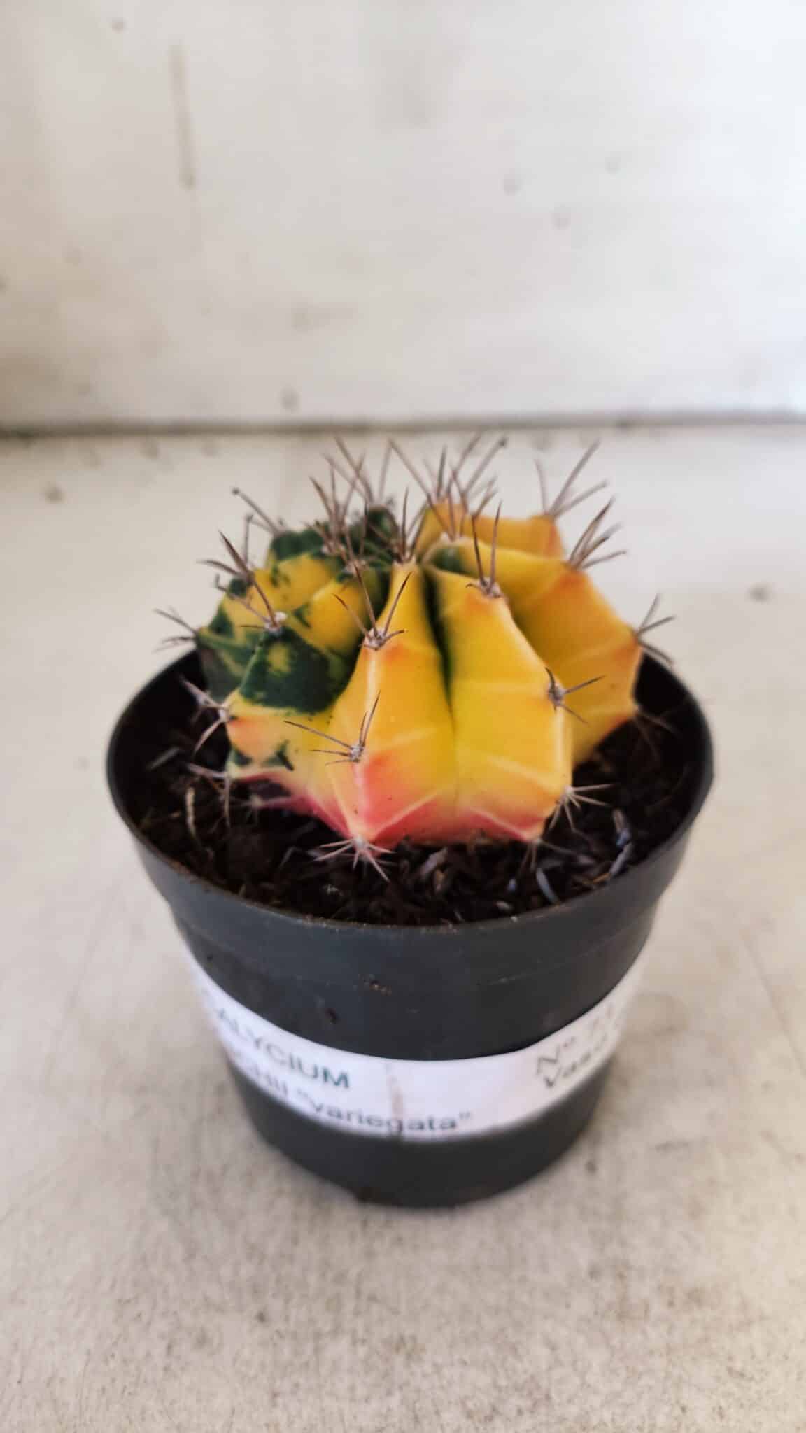 GYMNOCALYCIUM Mihanovichii Variegata Nº 73 – vaso 09