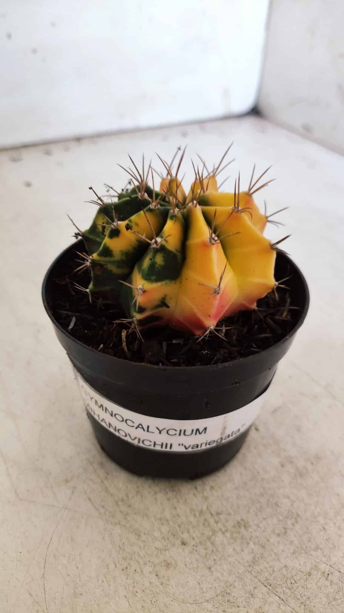 GYMNOCALYCIUM Mihanovichii Variegata Nº 73 – vaso 09