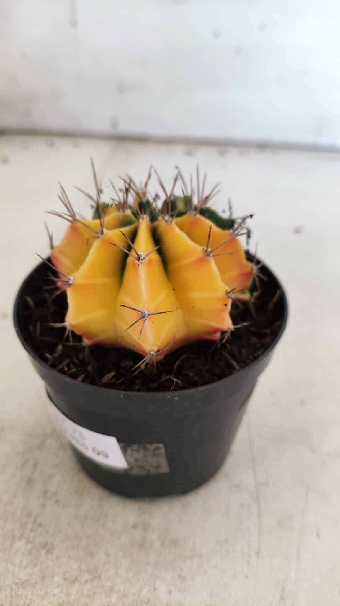 GYMNOCALYCIUM Mihanovichii Variegata Nº 73 – vaso 09